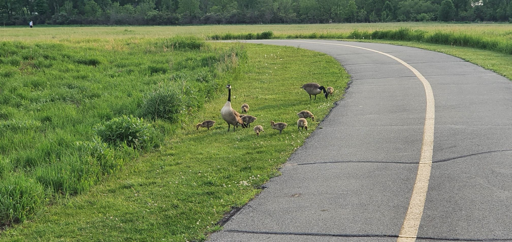 A family of geese and goslings graze on grass beside a paved path. - Whalon Lake Park – Whalon Lake Park loop from Neuqua Valley High School