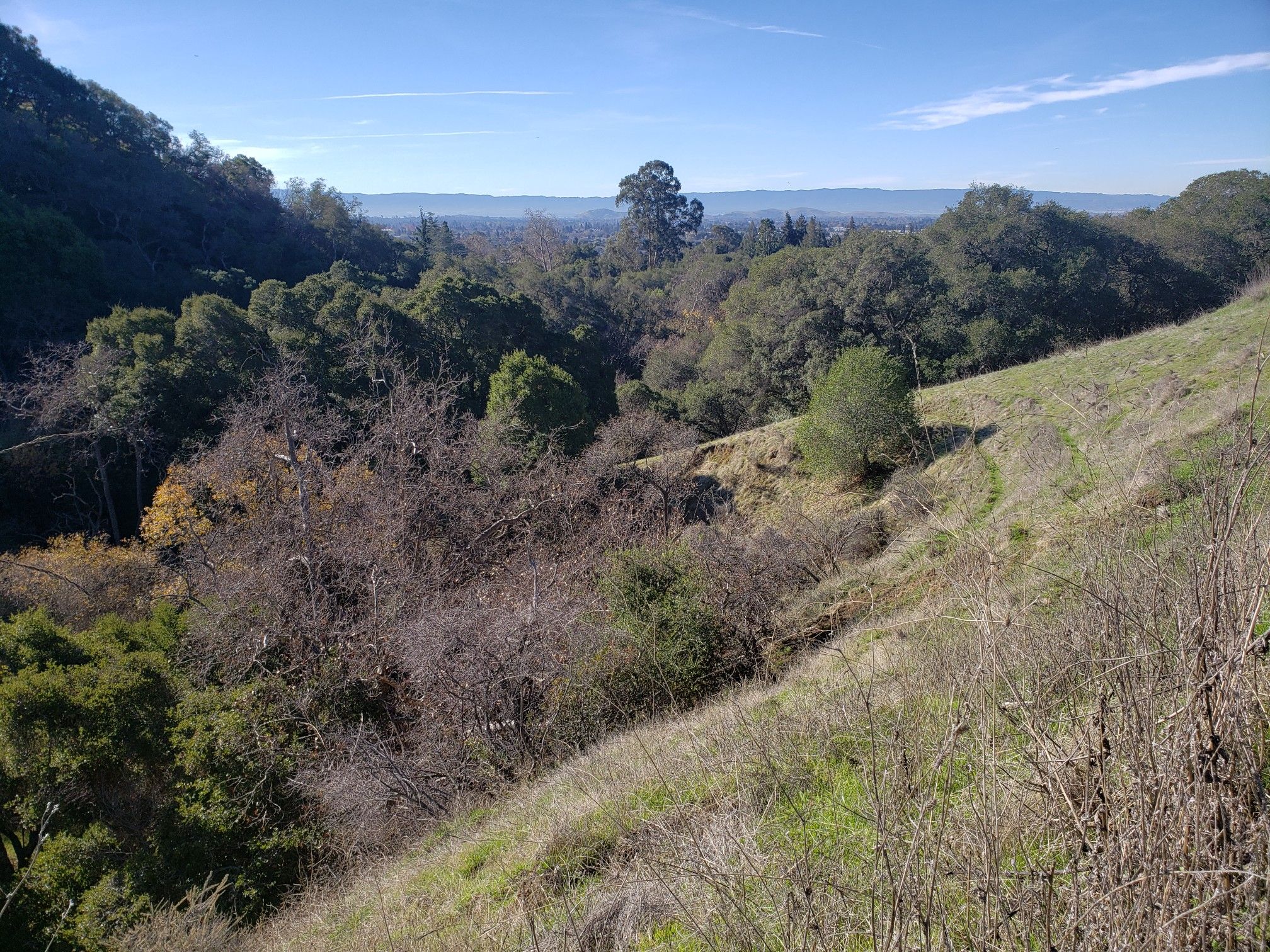 Dense forest and brush cover a steep hillside under a bright blue sky. - Tolman Peak and South Fork Loop
