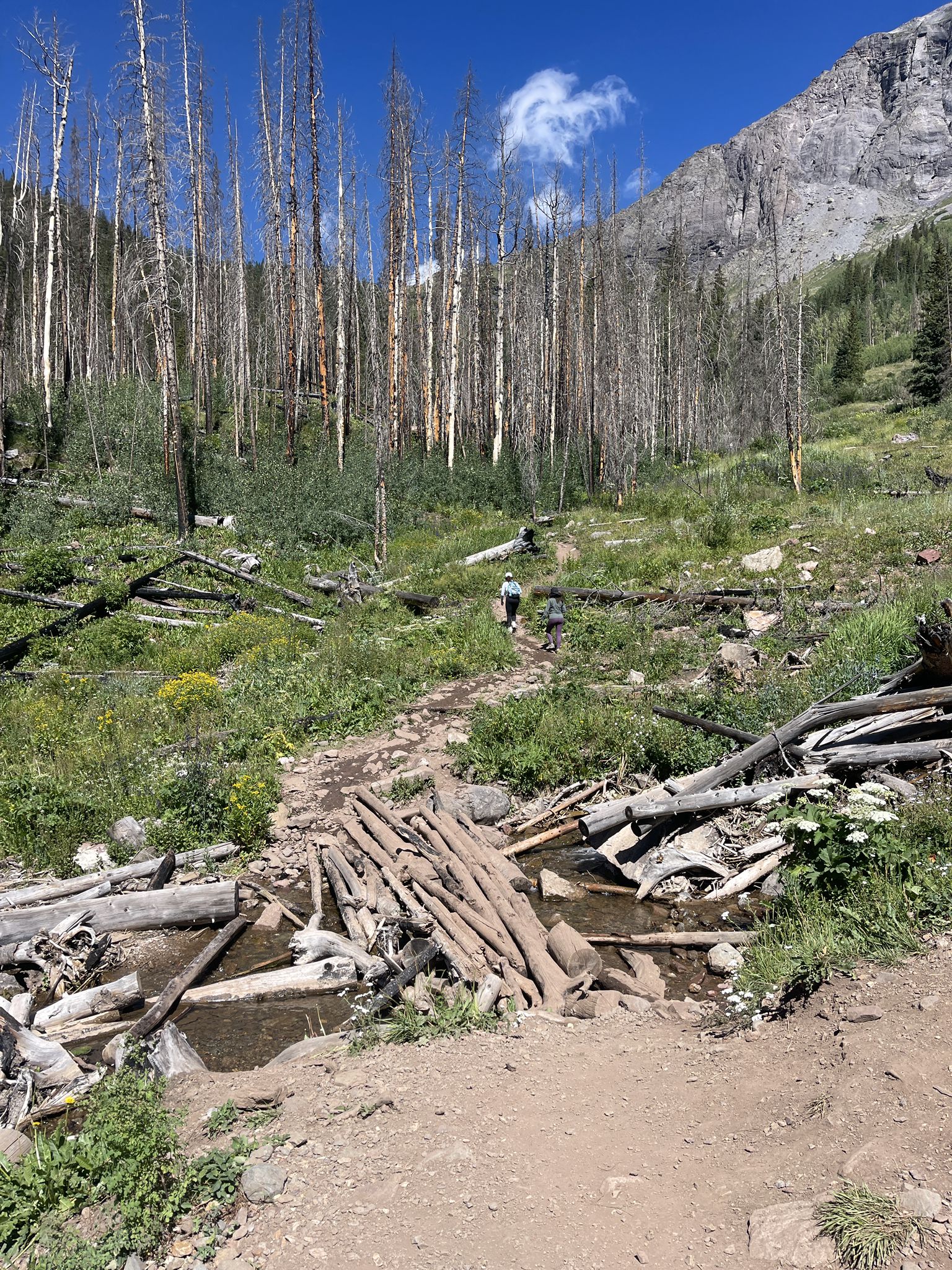 Two hikers on a trail through a forest of dead trees, sunny day. - Clear Lake Trail