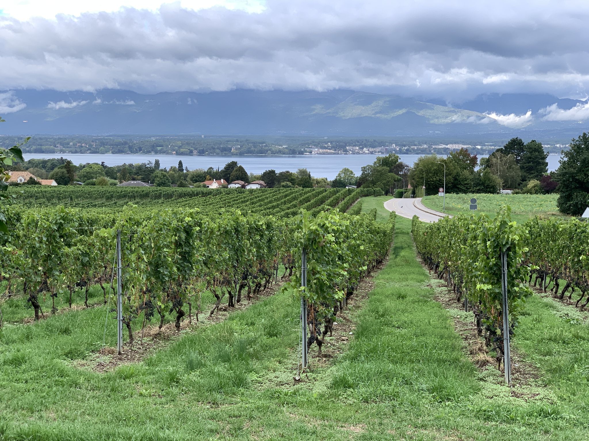 Schöne Rebberge am Genfersee