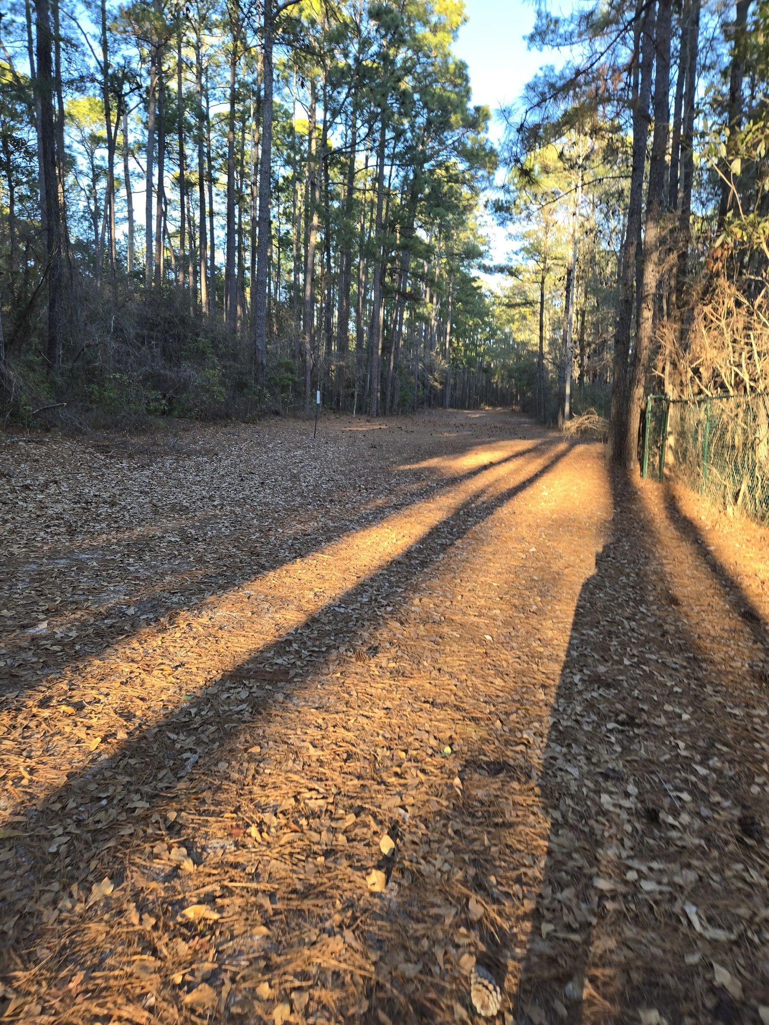 A wide, leaf-covered path through a forest with long afternoon shadows. - NMB Nature Trail and Cypress Lake loop