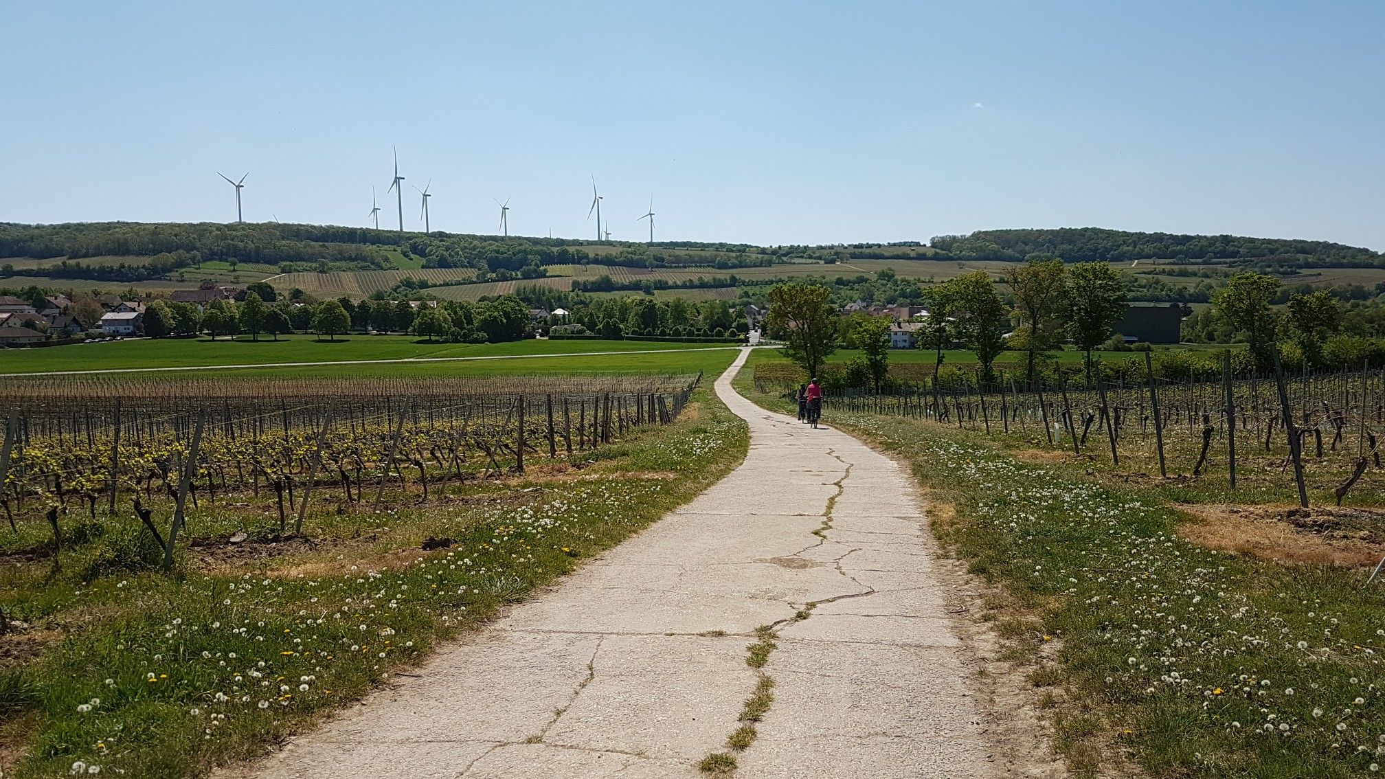 Blick auf Bornheim 