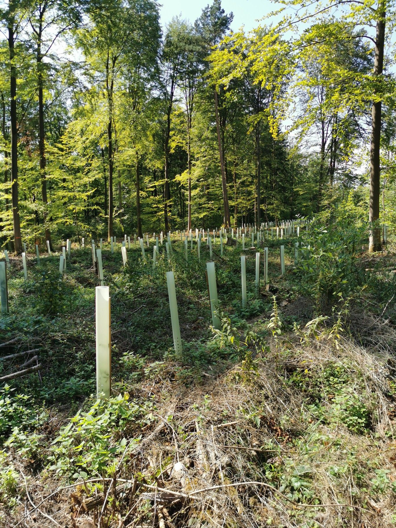 Stürme, Trockenheit und Borkenk