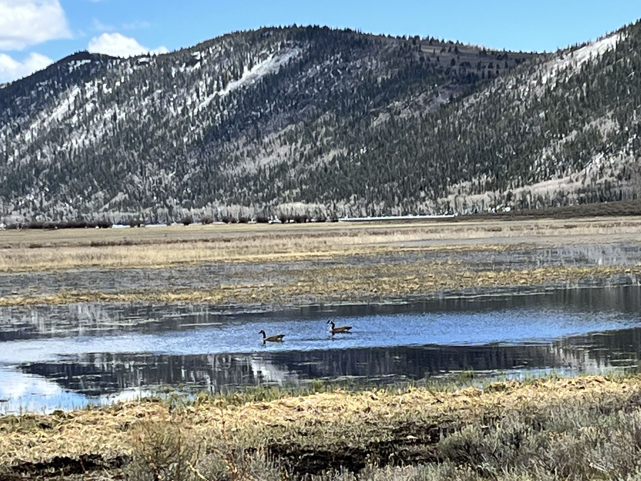 Two geese swim in a pond with a snowy mountain and trees under a bright sky. - Fish Lake, Doctor Creek, and Lakeshore Loop