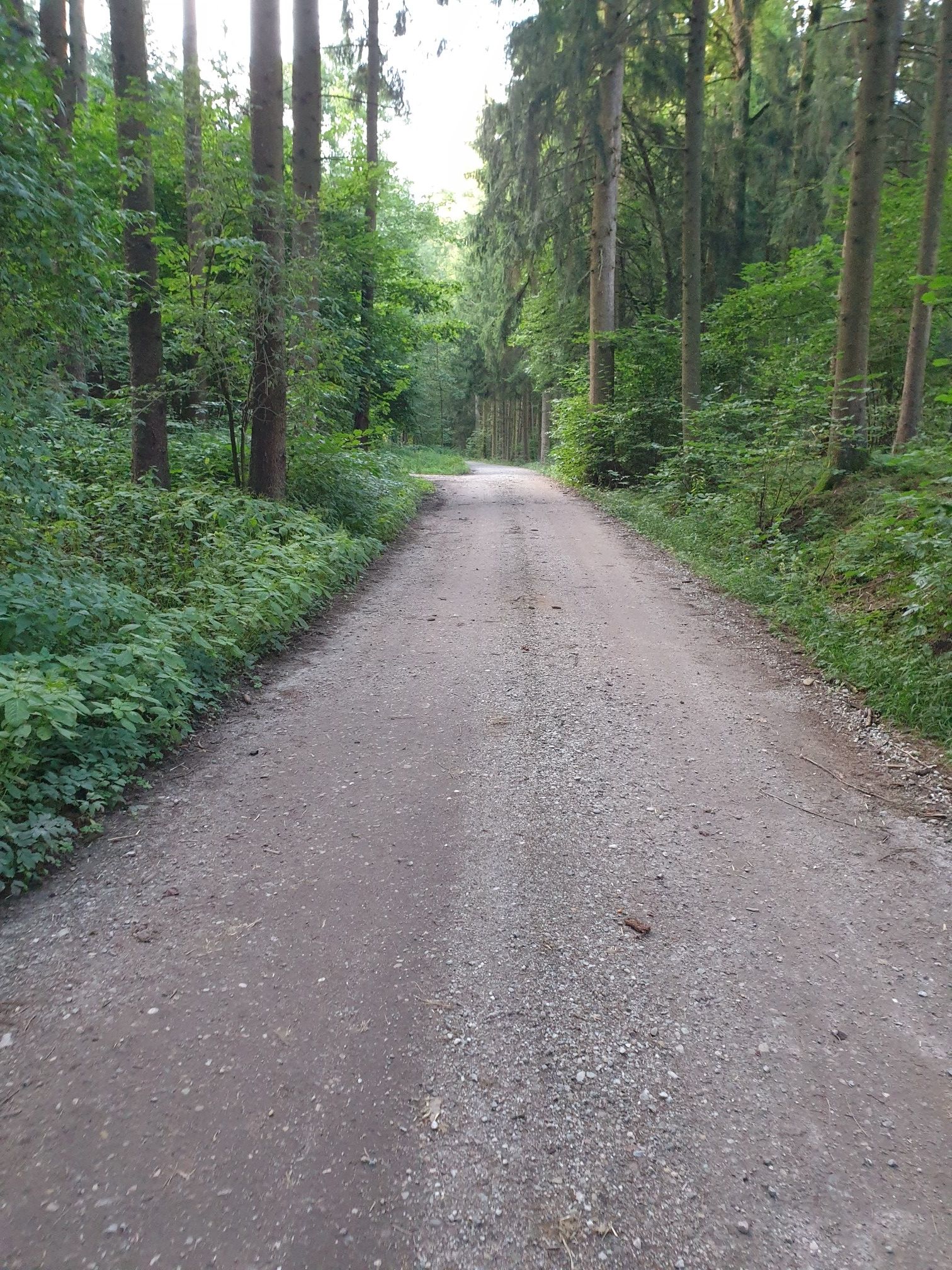 Hier endet die Forstautobajn...