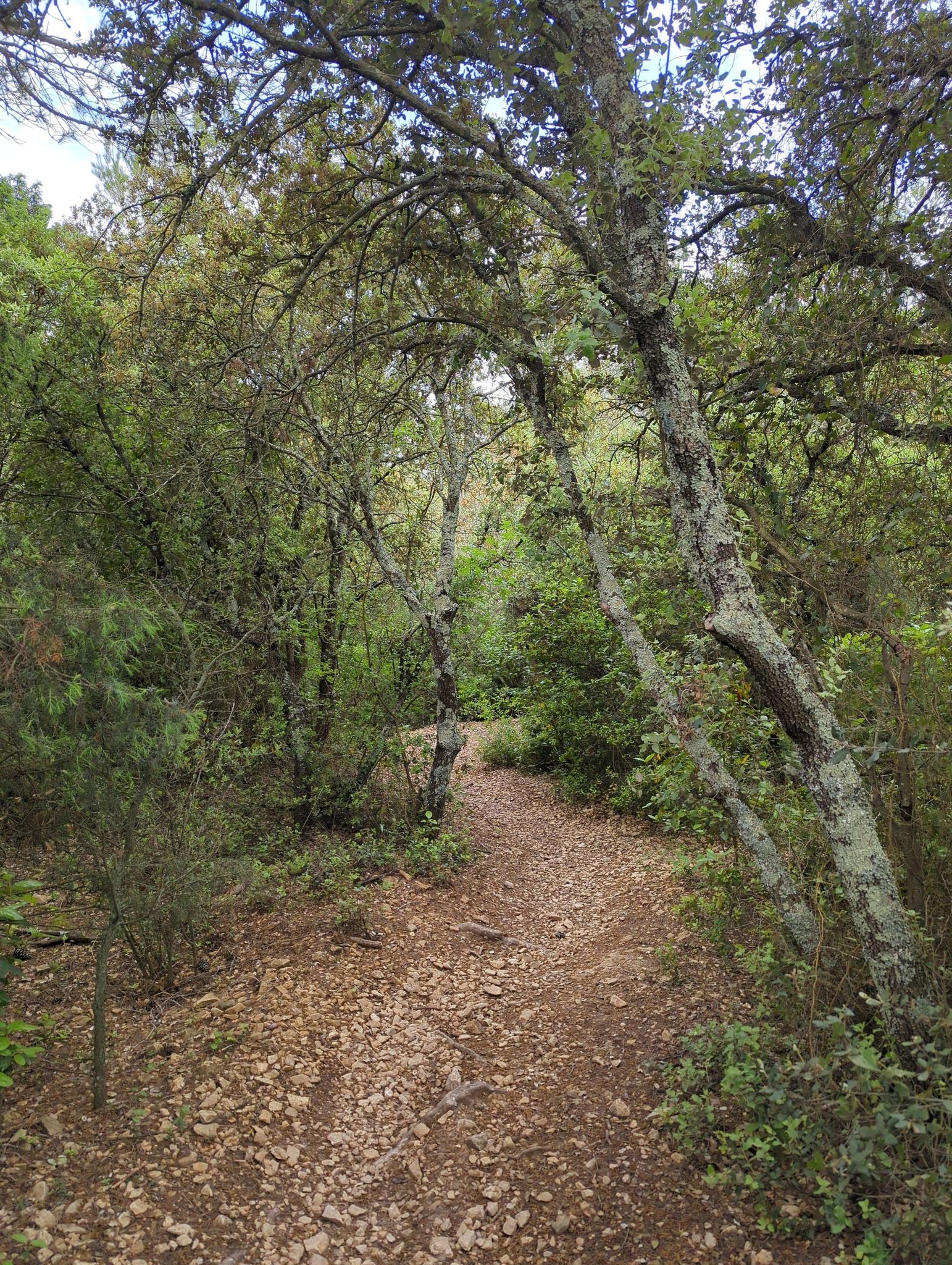 chemin type : étroit sous couvert végétal entre des arbres