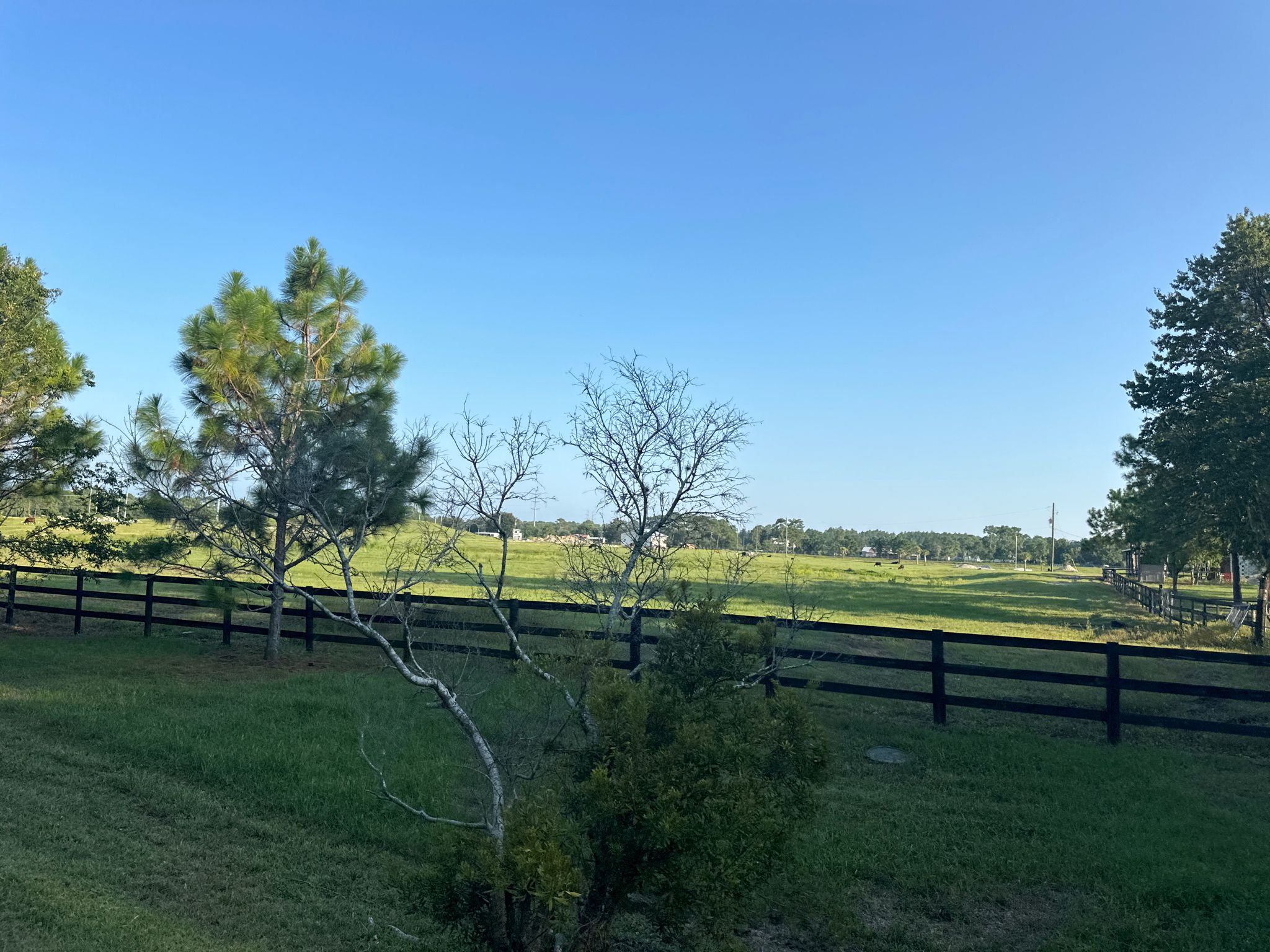 Expansive green pasture with a dark fence under a clear blue sky. - Jax Beach Pier to Big Gum Swamp Wilderness loop