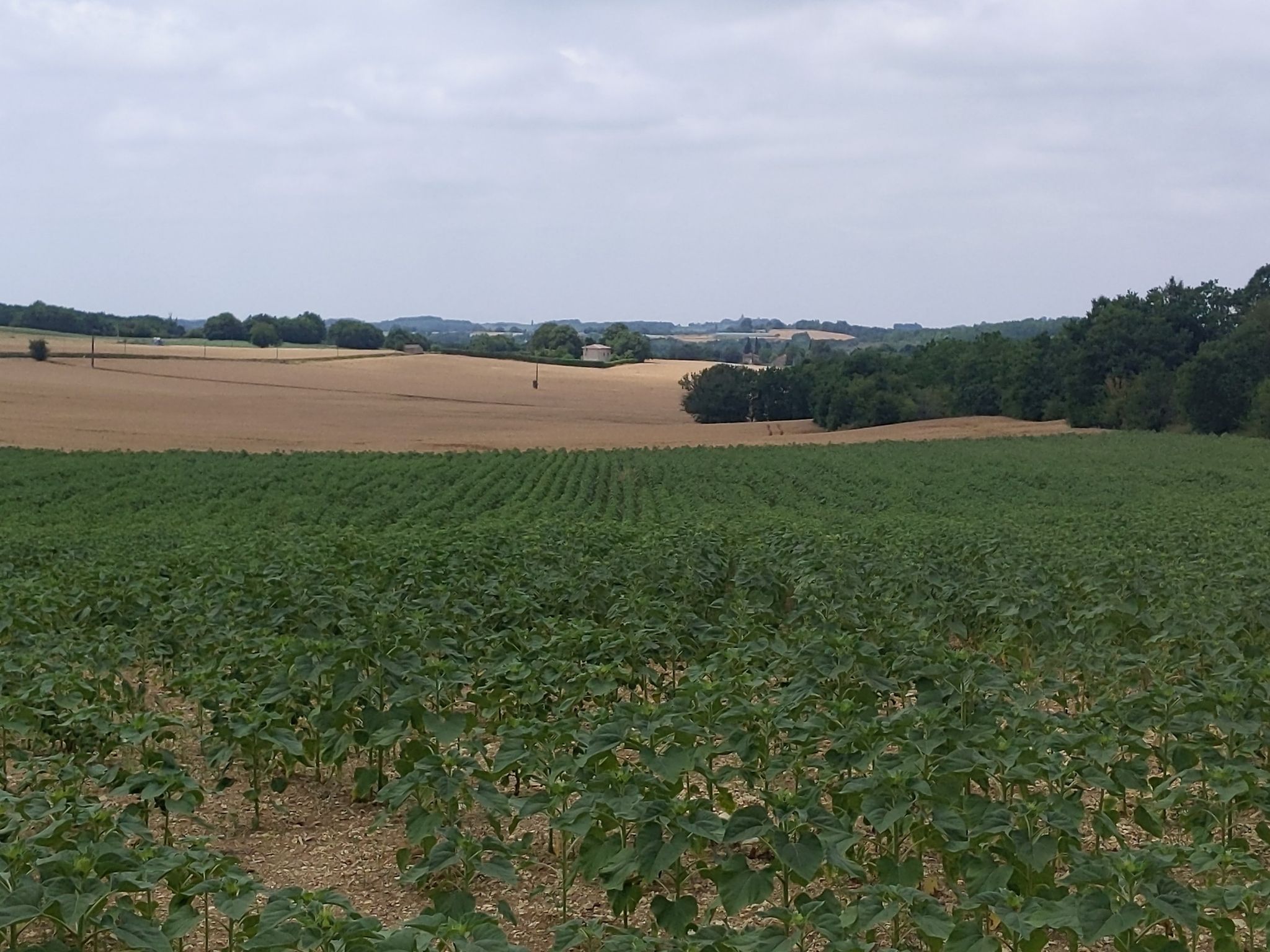 Panorama