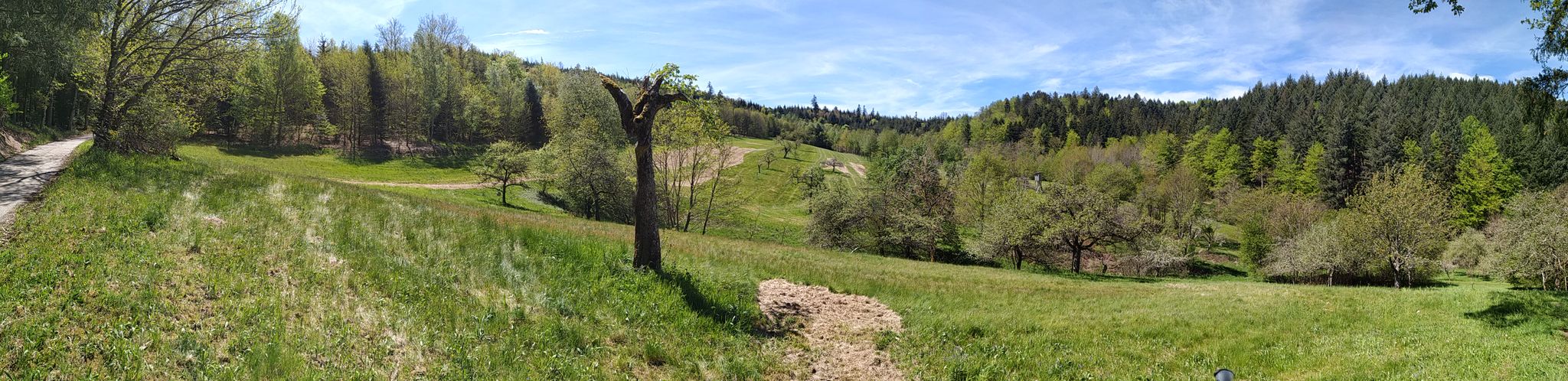 Lamas auf dem Walheimer Hof