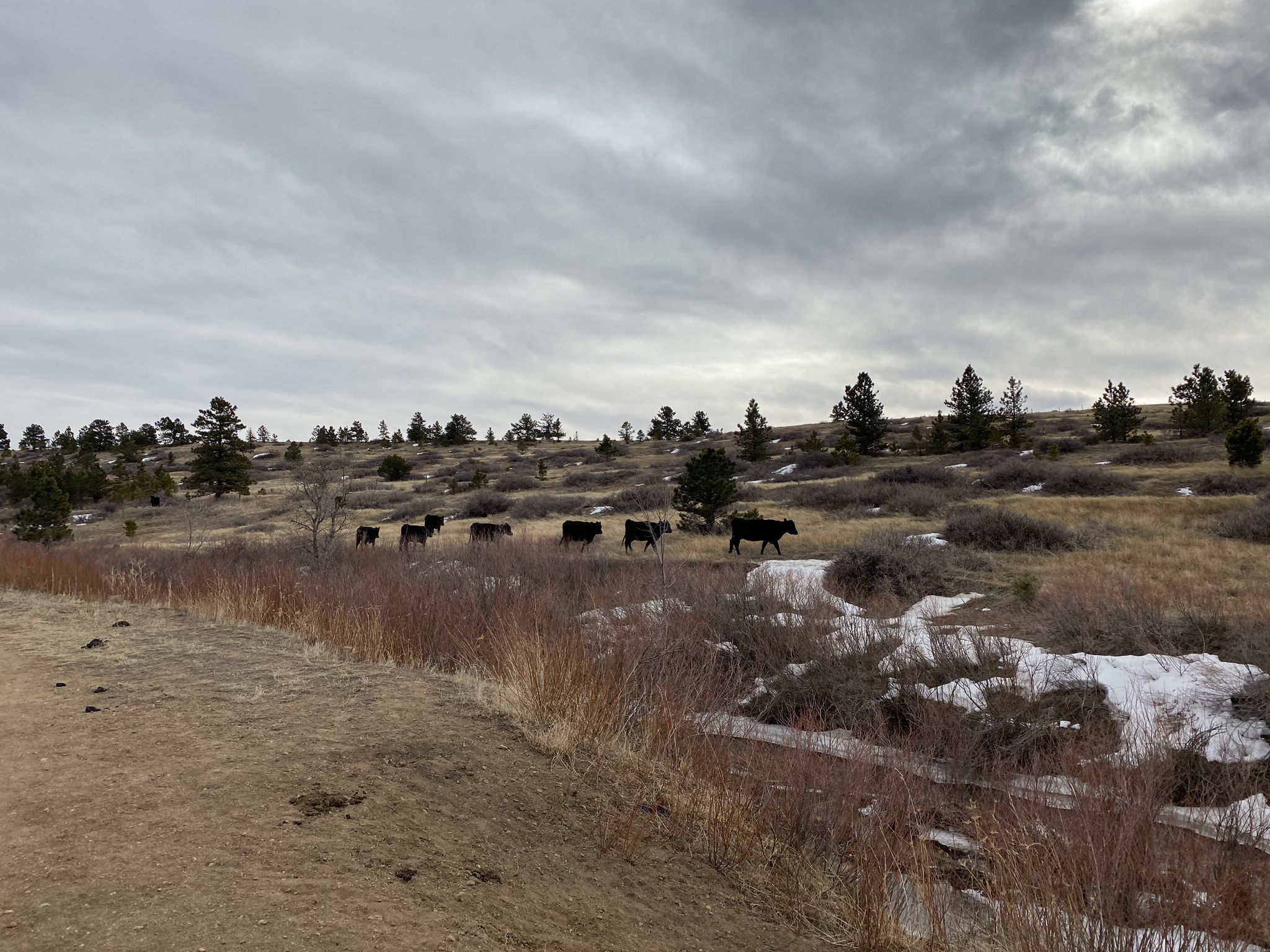 A line of cattle walking across a snowy, dry field under an overcast sky. - Marshall Mesa Loop