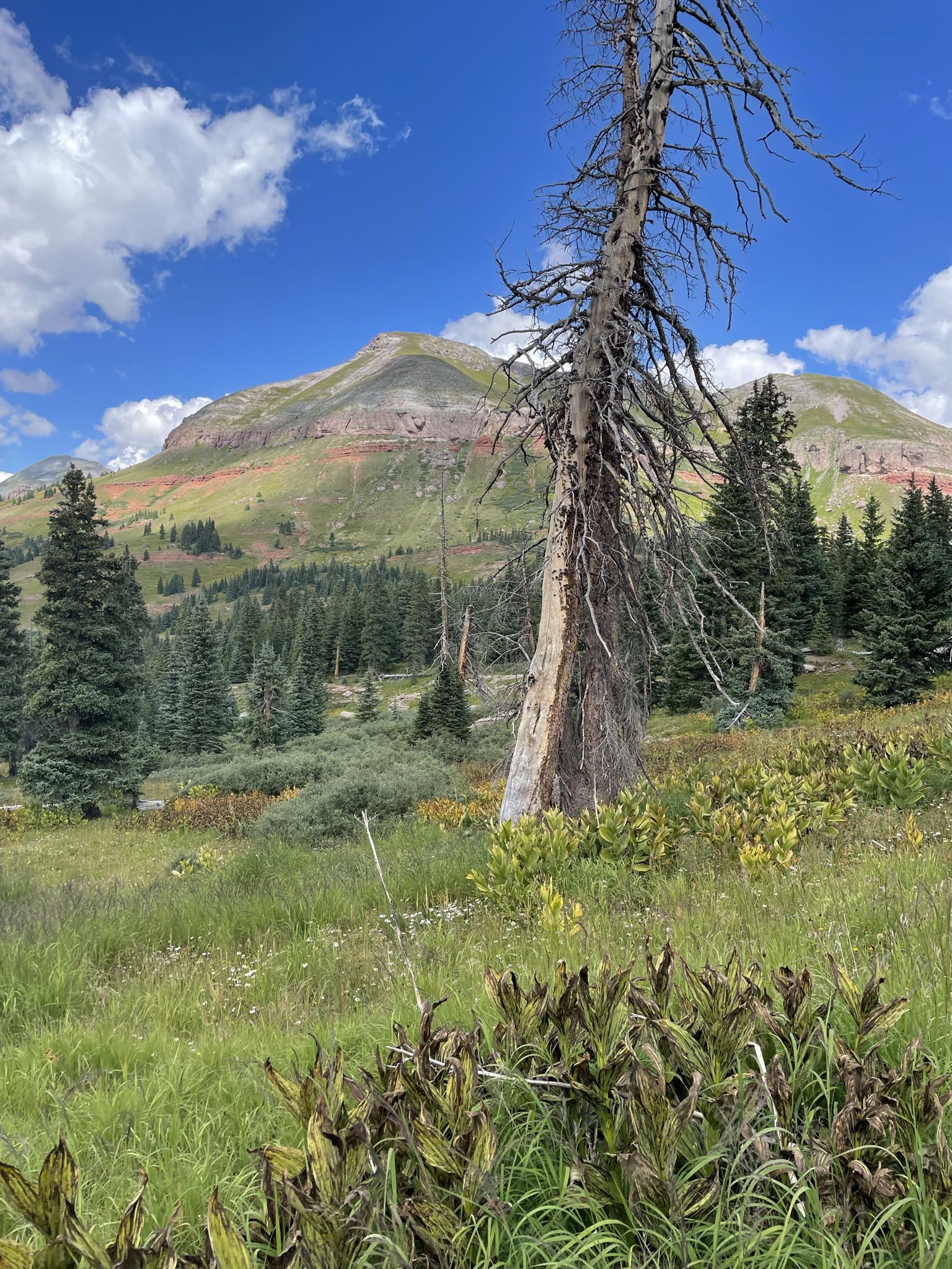 Tall dead tree in a sunny meadow with a forested mountain in the background. - Colorado Trail: Twin Sisters