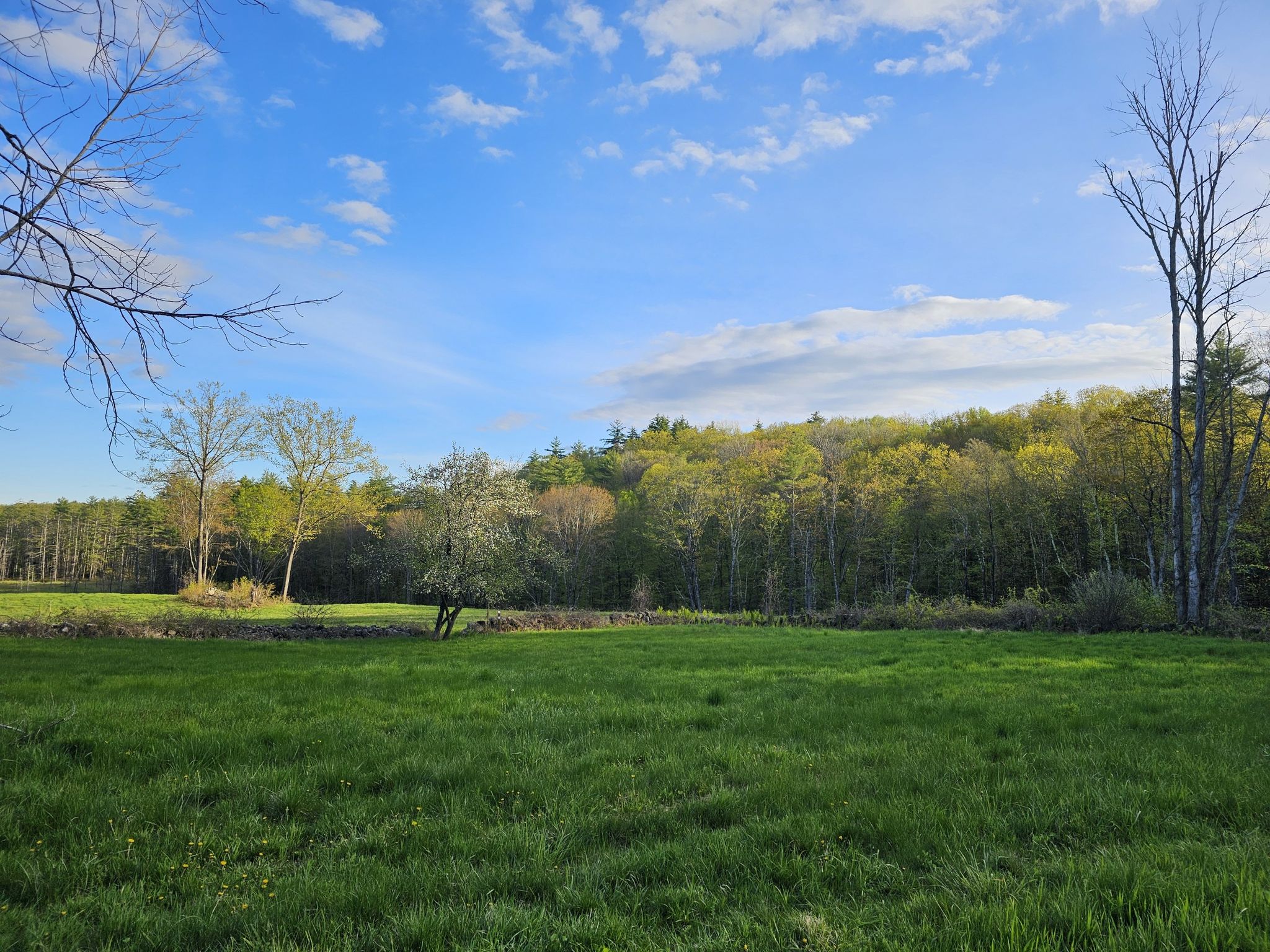 Bright green field bordered by a lush forest under a blue sky. - Dagody Hill Loop Trail