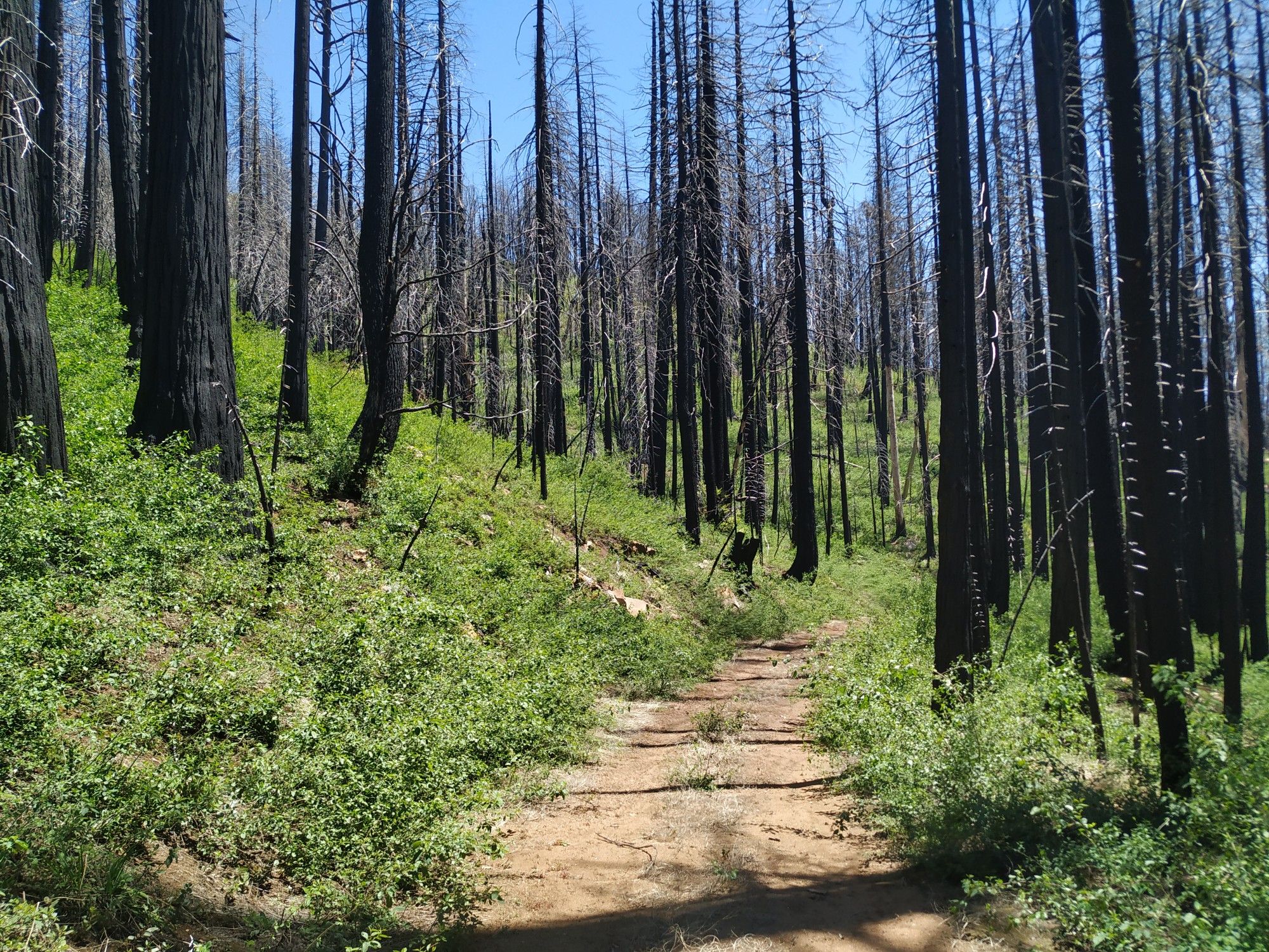 Dirt path through a forest of burnt trees with green undergrowth, sunny. - Graveyard of the Giants Loop