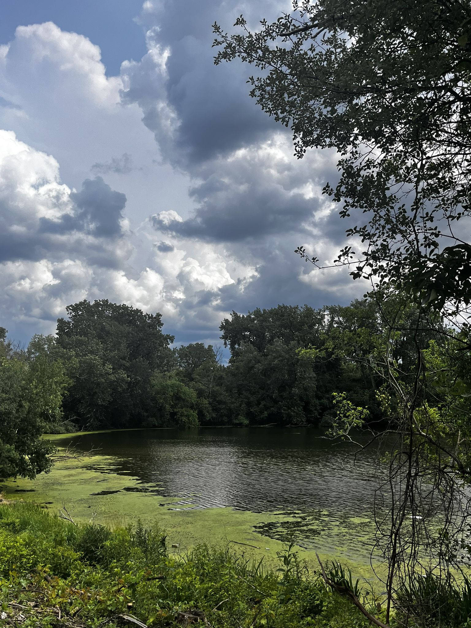 Green algae covers a pond surrounded by dense trees under a cloudy sky. - North Branch Trail Loop