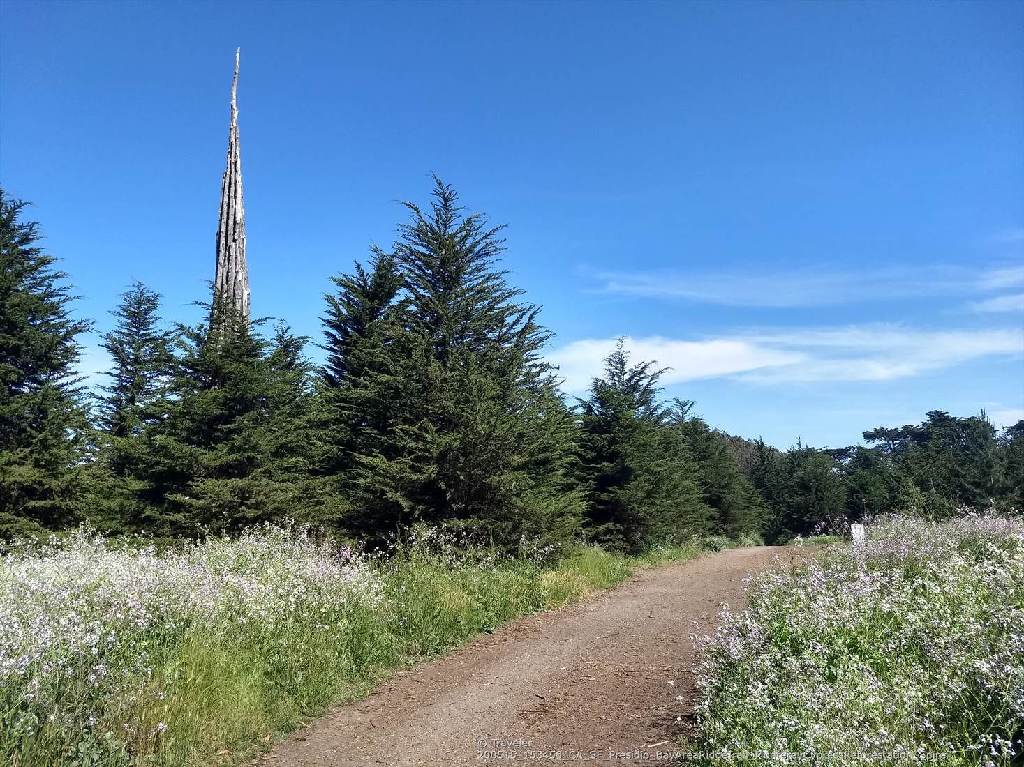 Dirt path through wildflowers and evergreen trees under a clear blue sky. - Marincello Trail – Golden Gate Bridge loop from Duboce Avenue & Noe Street
