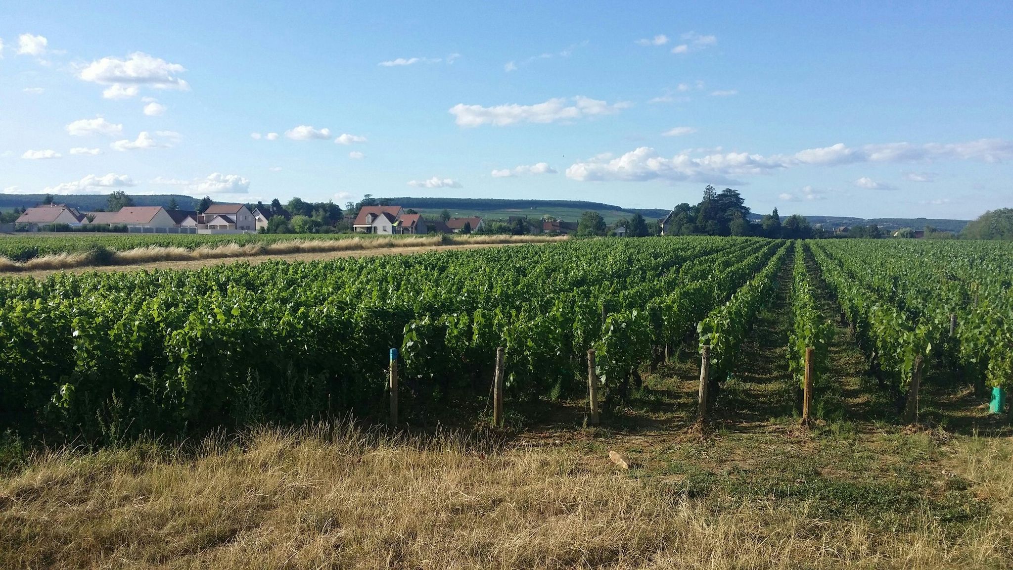 Der erste Wein,den ich in Frankreich auf meiner Tour sehe - in der Bourgogne Departement Cote d'Or