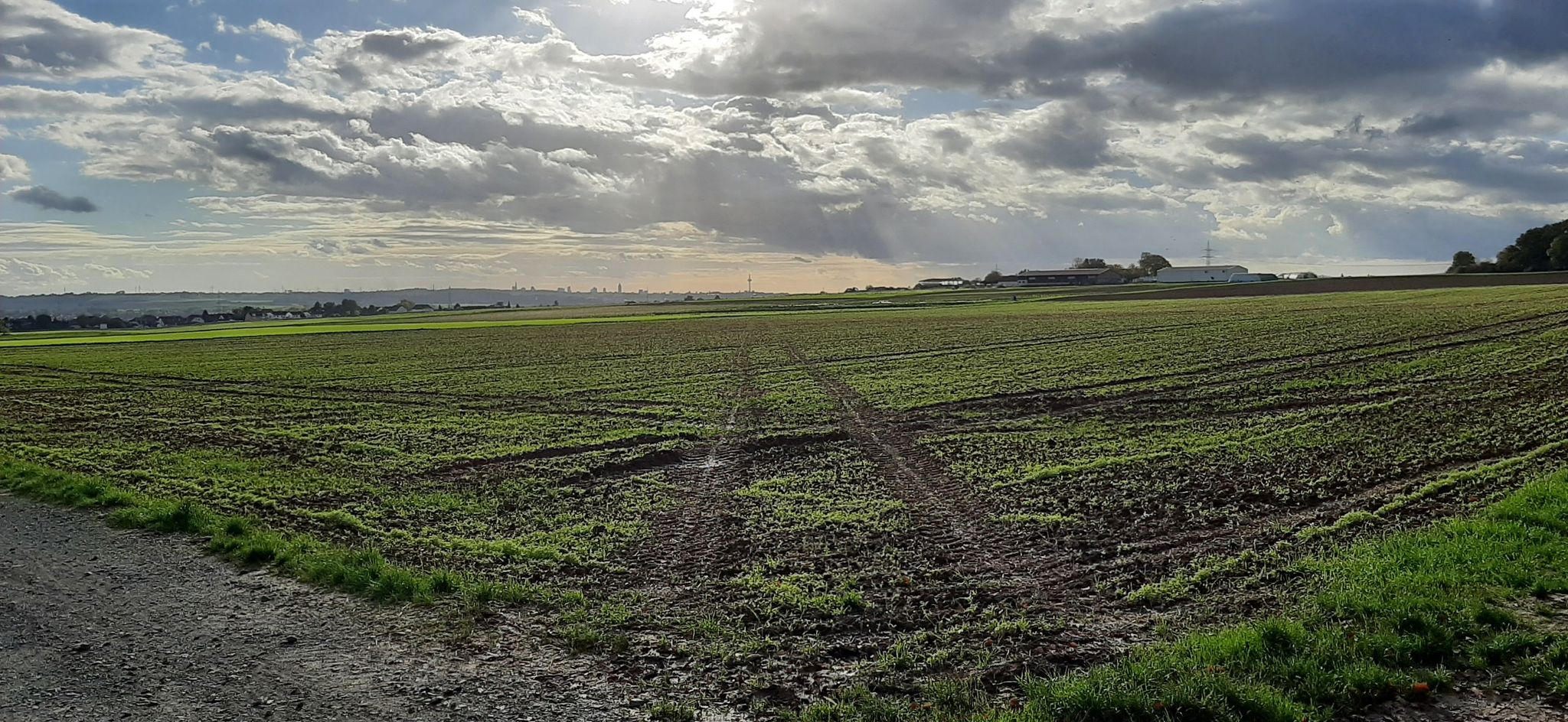Blick auf Frankfurt vom Karbener Stadtwald
