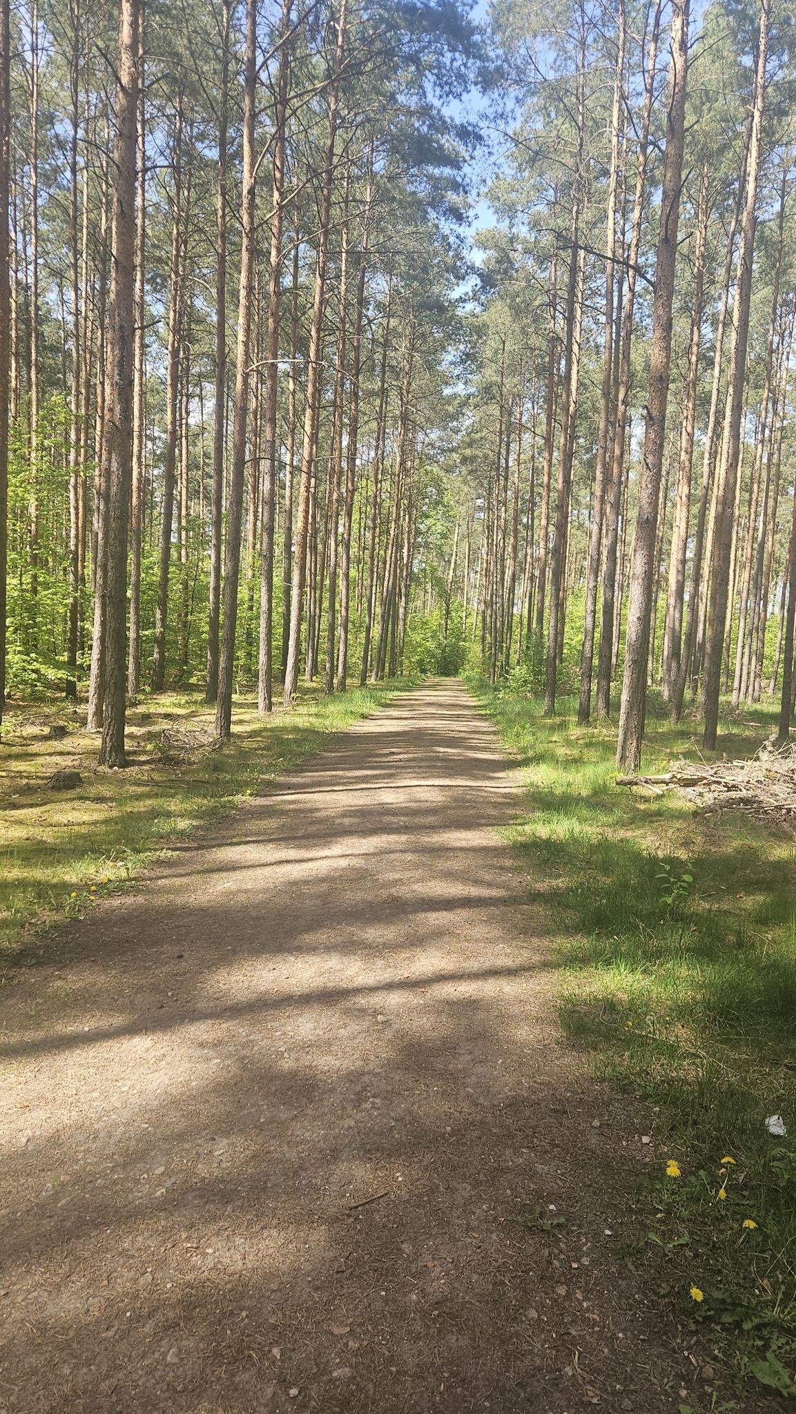 grüner Wald