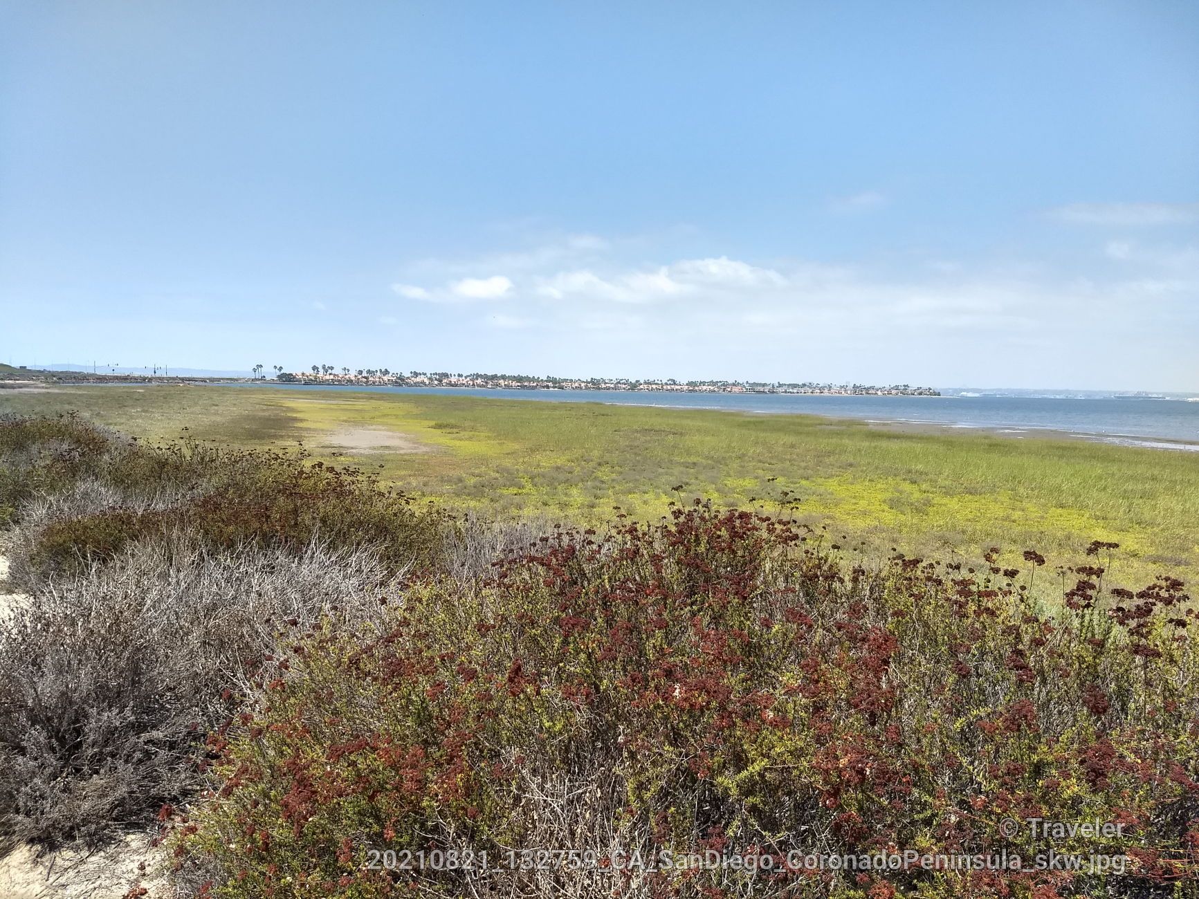 Coastal marshland with green and brown shrubs, blue water, and distant buildings. - Bayshore Bikeway