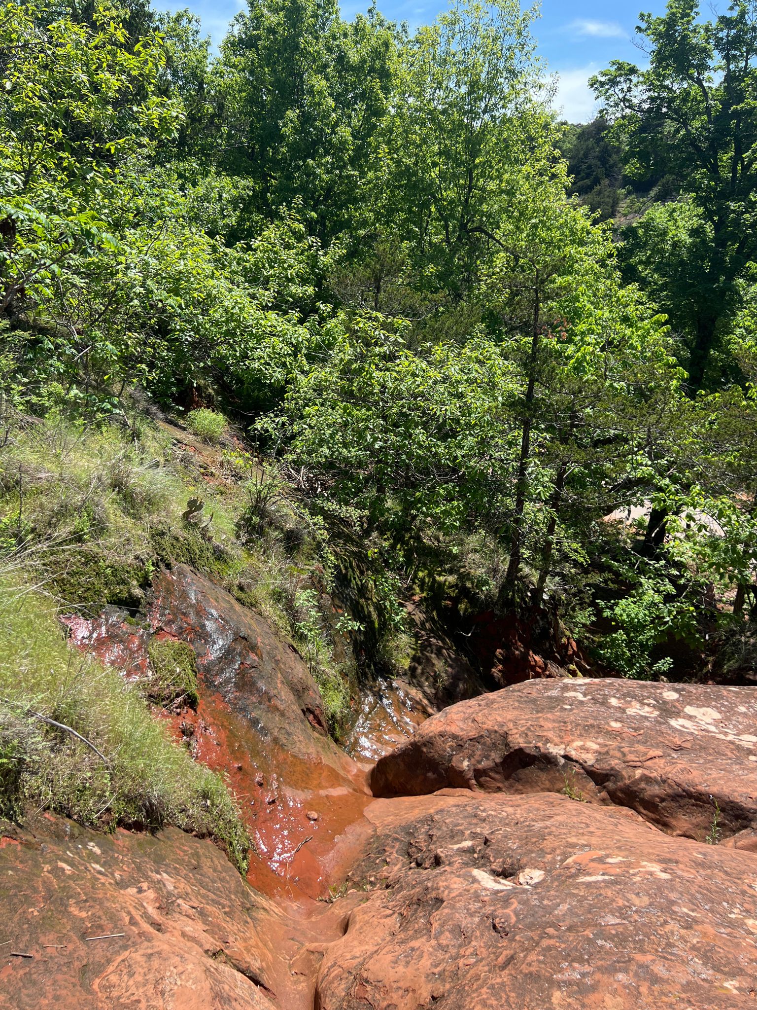 Small stream flowing over red rocks amidst lush green trees on a sunny day. - Red Rock Canyon Rim Trail