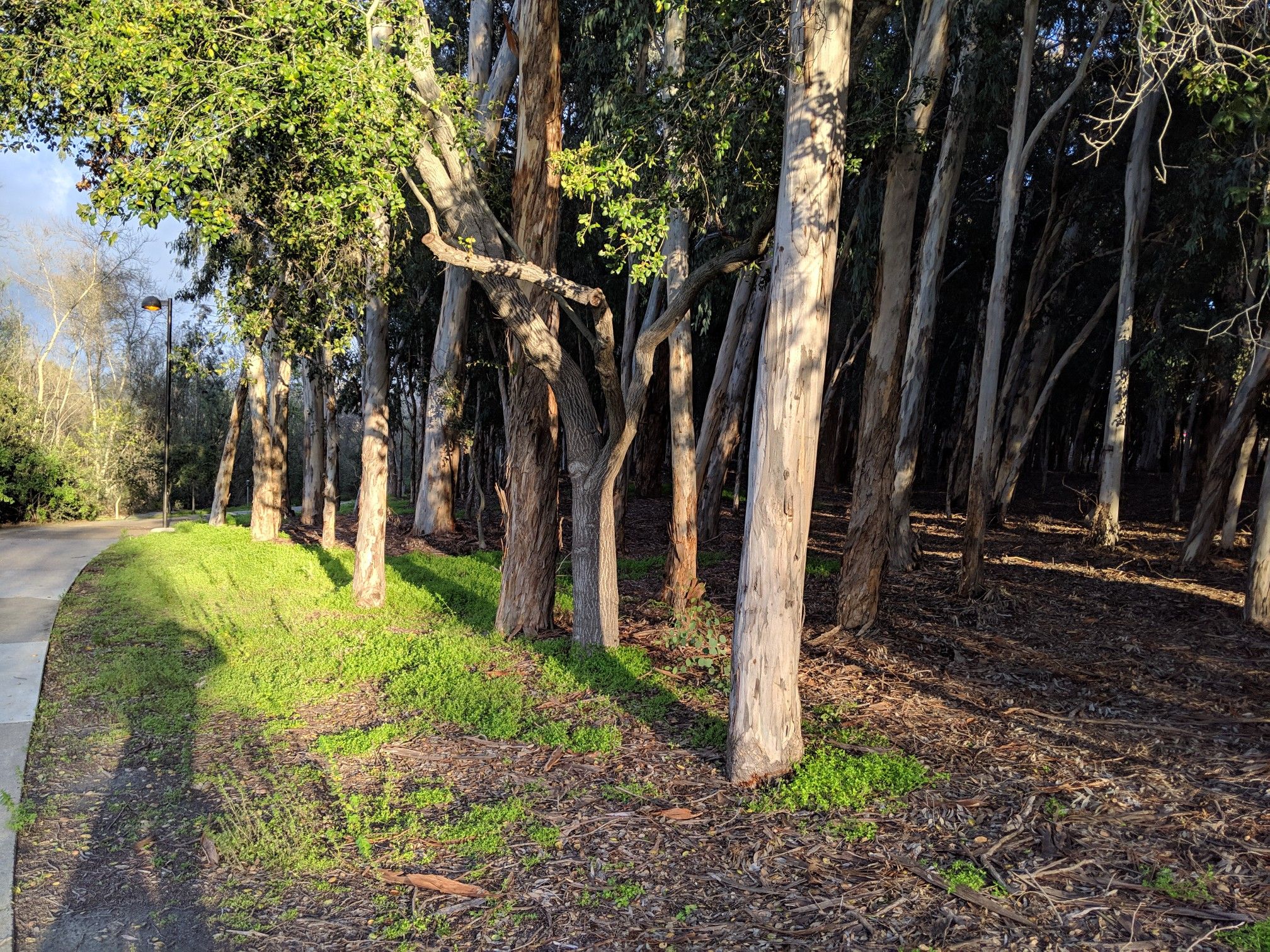 Sunny path beside a row of tall trees with bright green grass. - Serrano Creek Trail