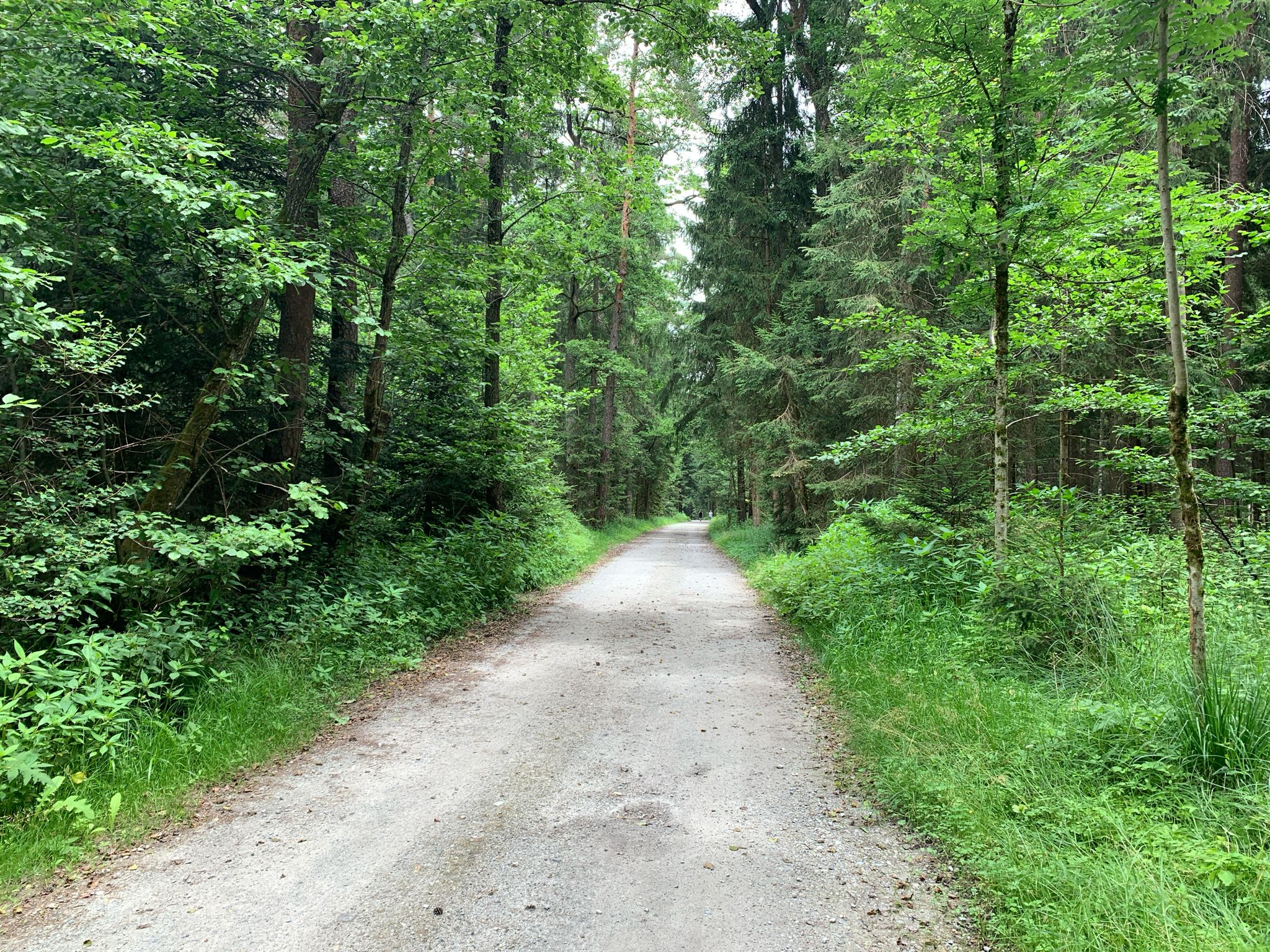 Peter Rosegger Weg im Kaiserwald