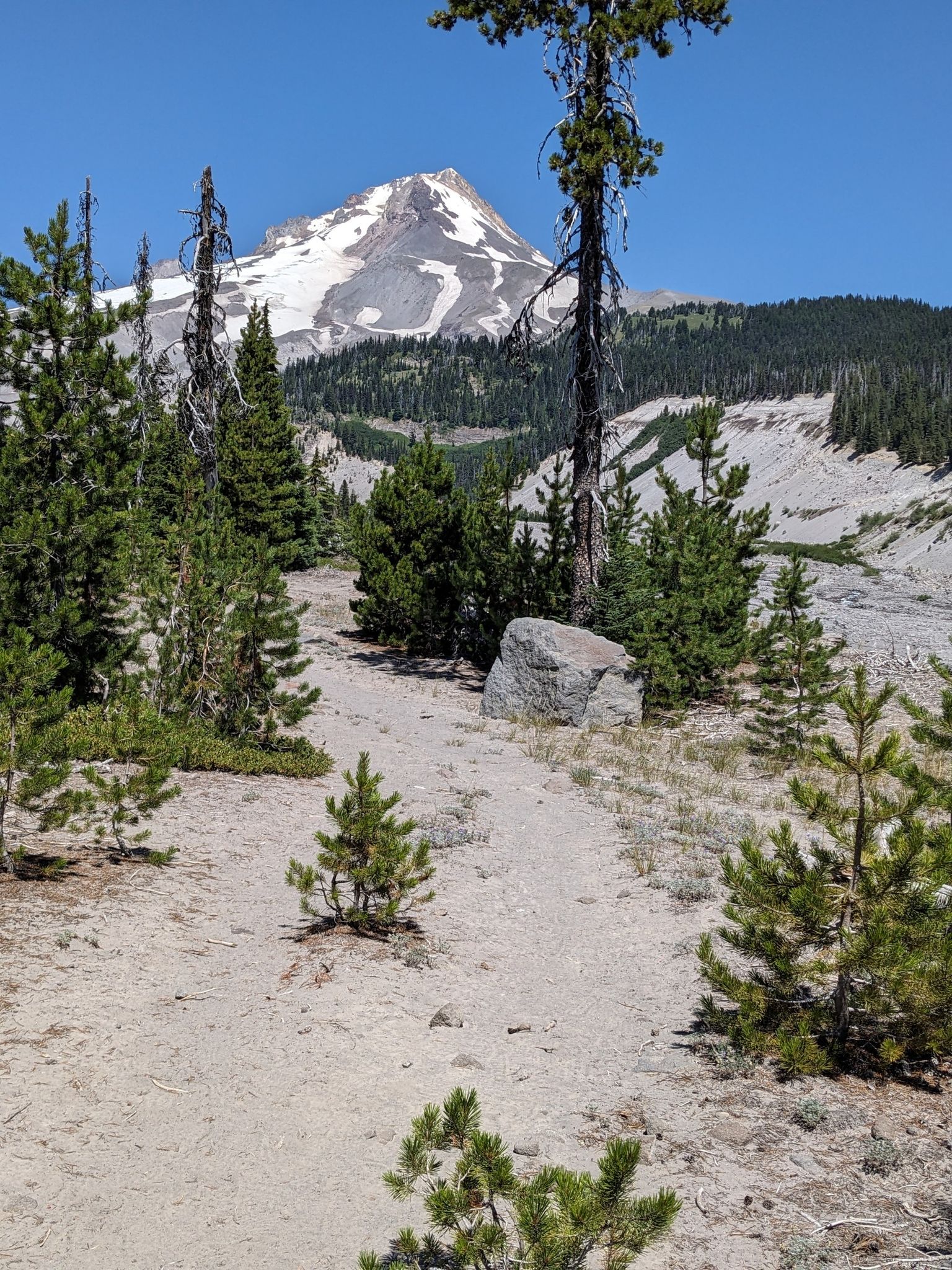 Sunny view of a snow-capped mountain peak beyond a sandy path and scattered pines. - White River Trail