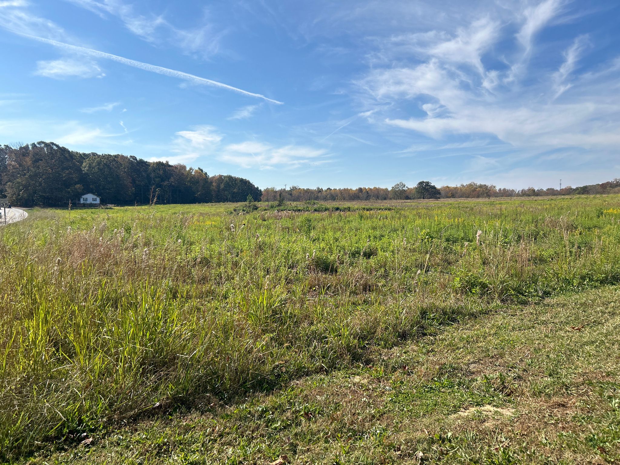 A bright, sunny field with tall green grass and distant trees. - Mint Hill loop