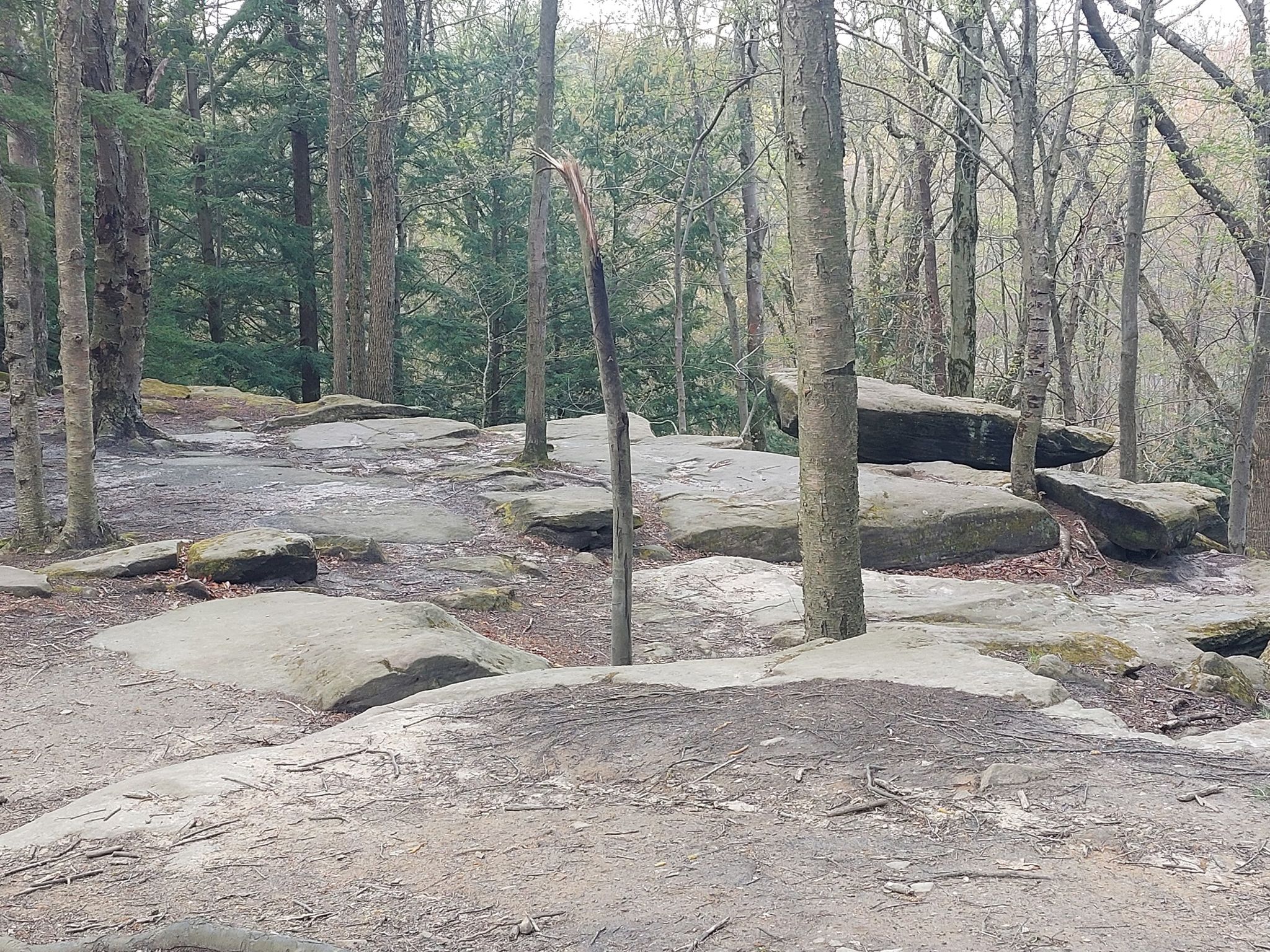Rocky forest floor with bare trees and a broken branch standing upright. - Ledges to Pine Grove Loop