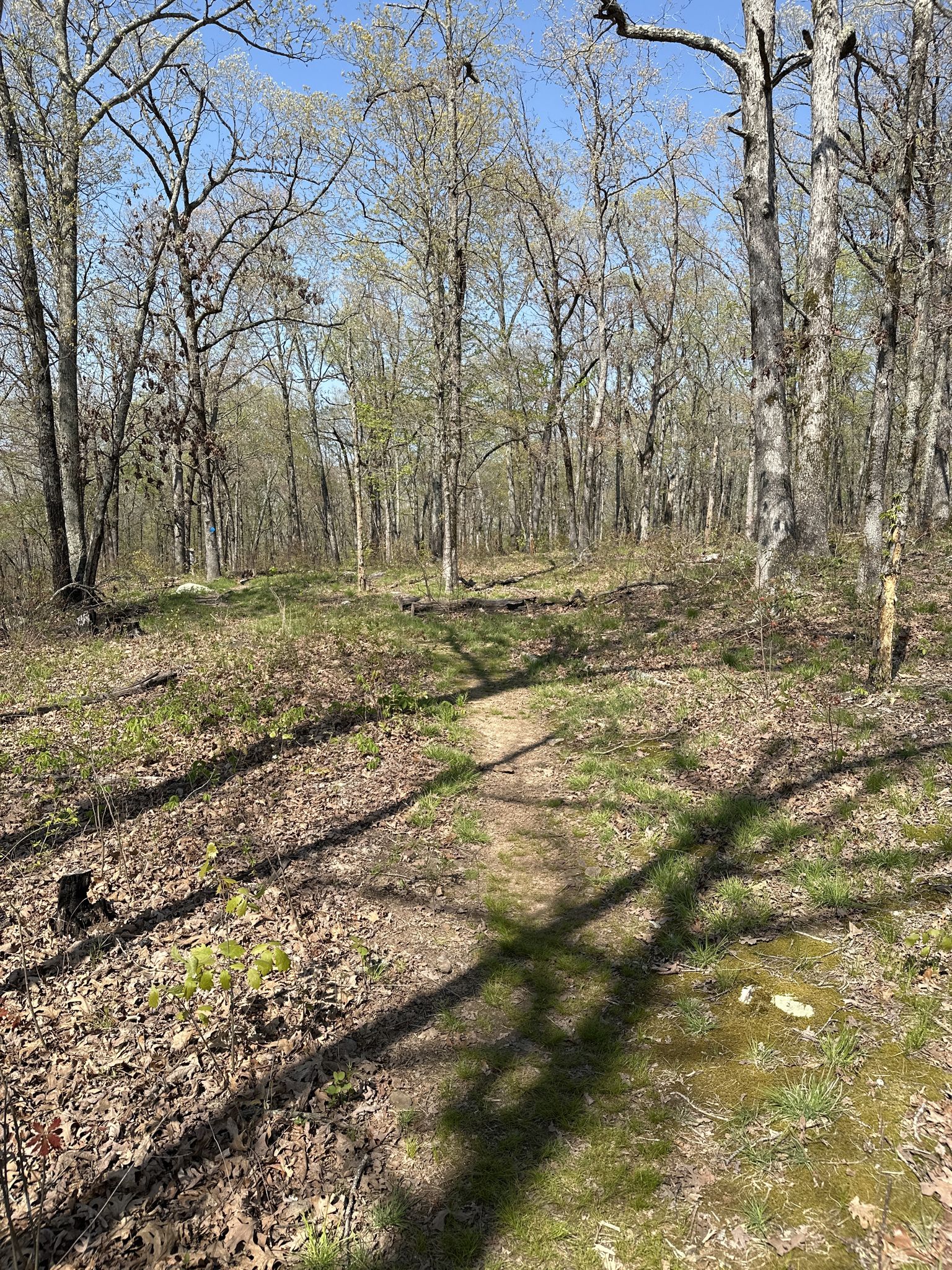 Dirt path winding through a sunlit, open forest with sparse trees and grass. - Quail Valley via Butterfield trail