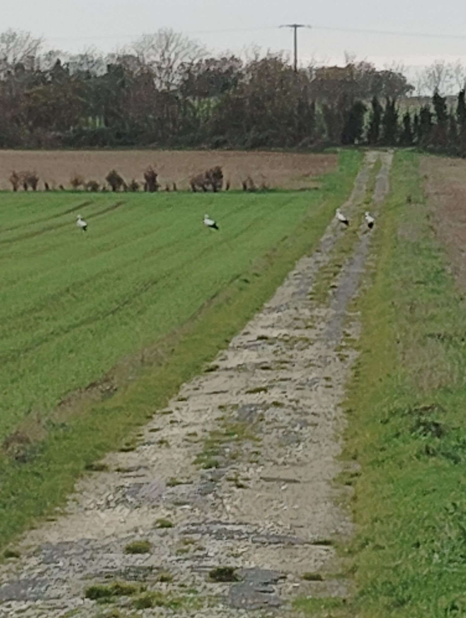 des cigognes