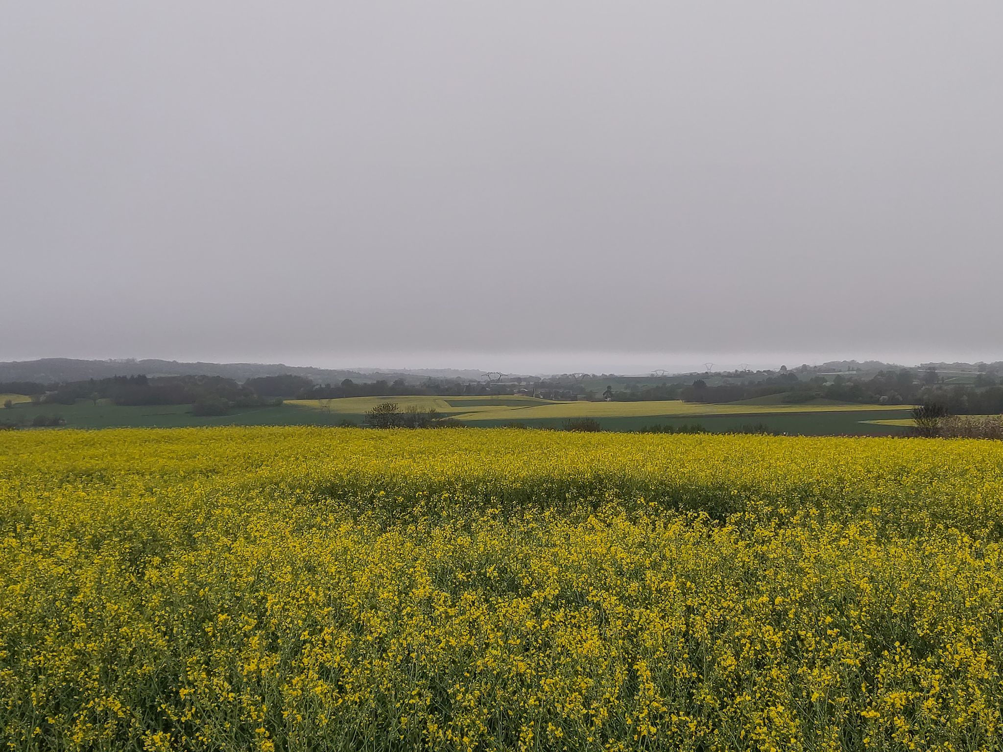Au printemps c'est colza