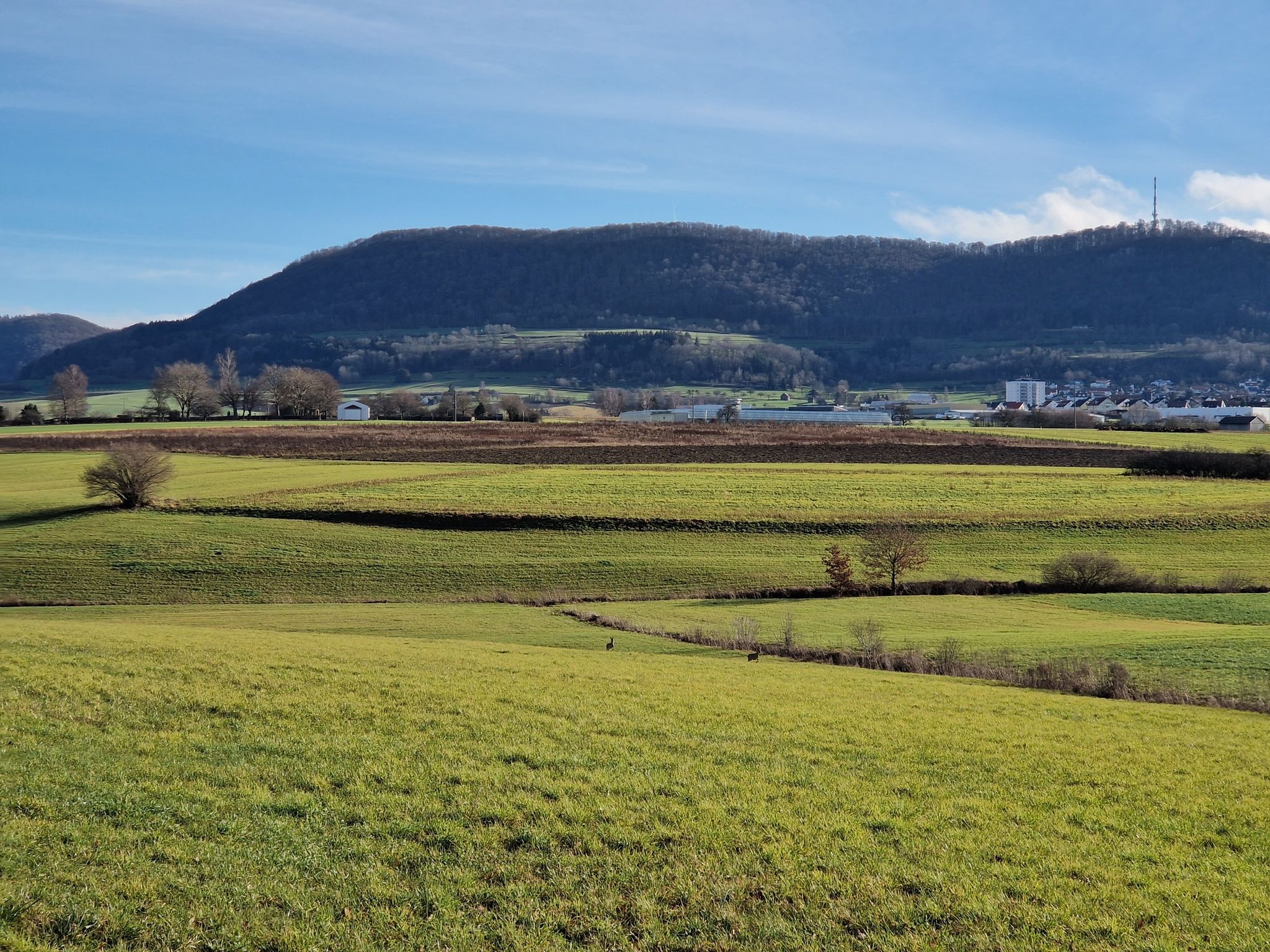 Zwei Rehe