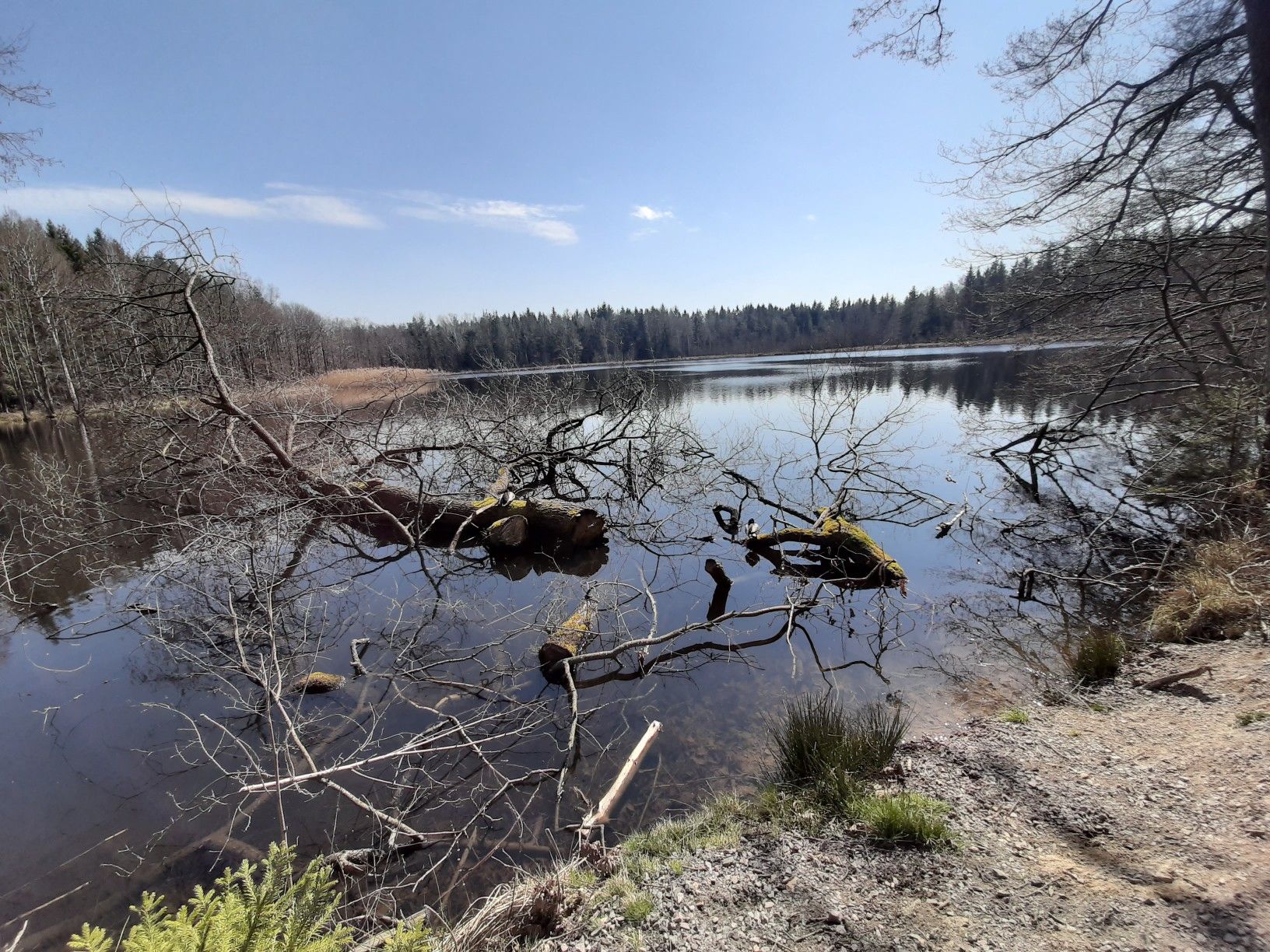 Mittelteich 