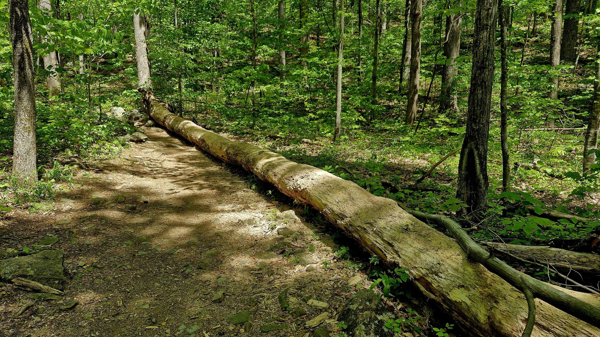 A large fallen log lies across a sun-dappled forest path. - White Oak Canyon Trail to Upper Falls