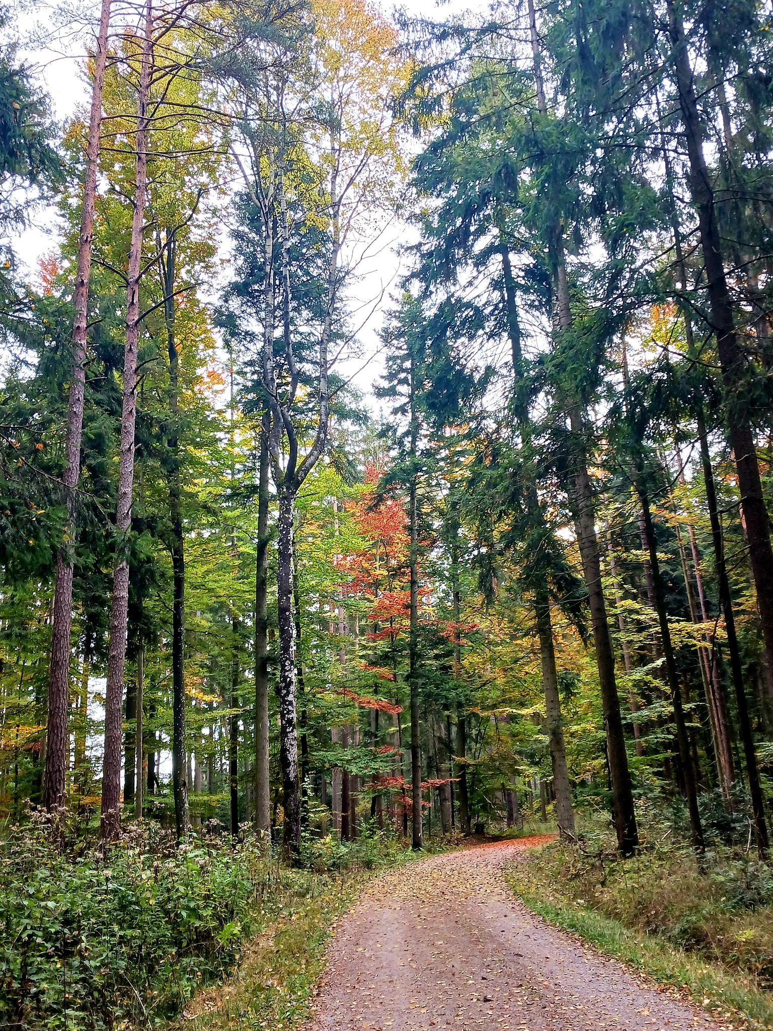 Herbstwald 🍂🍁