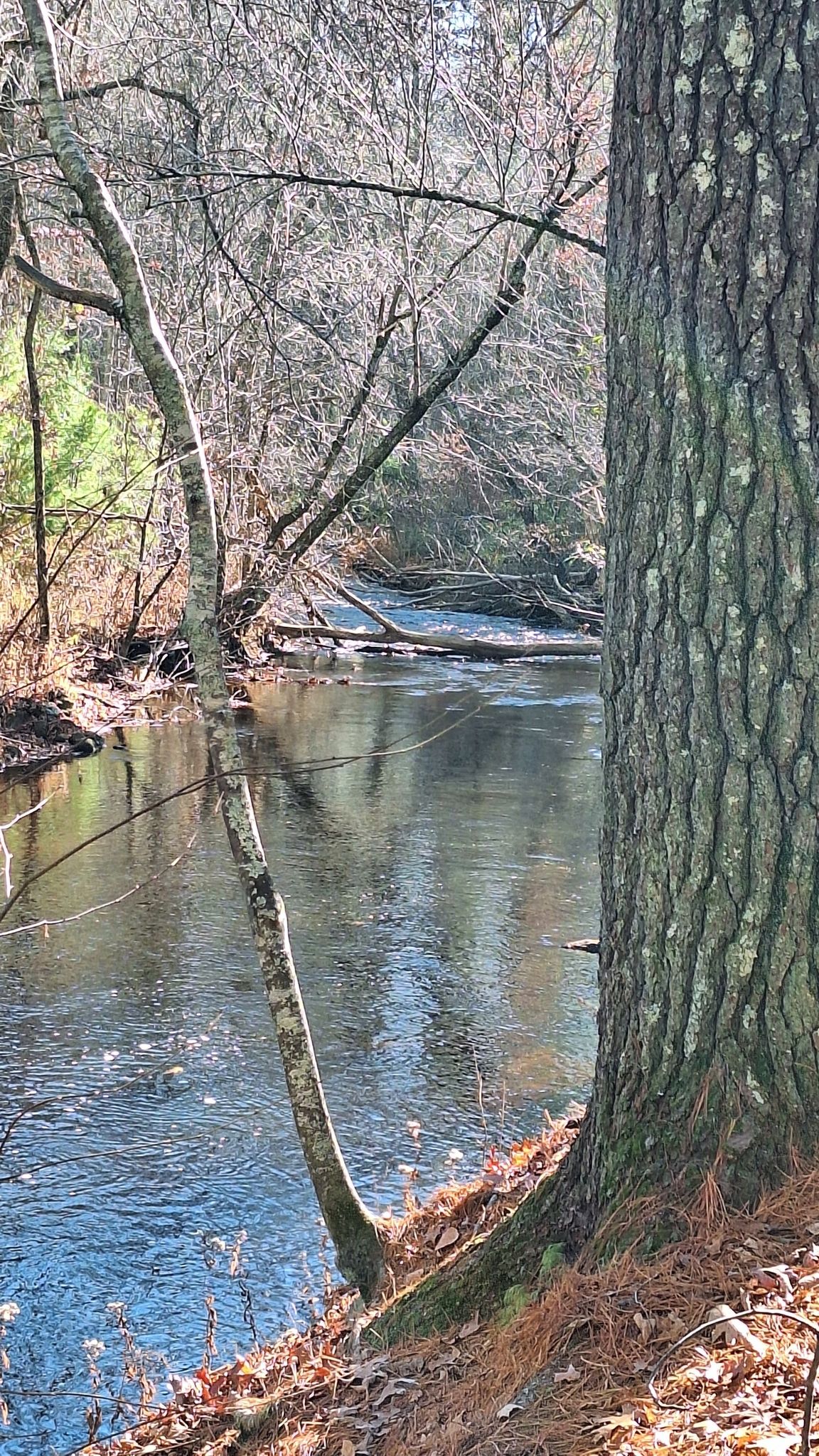 Sunny river flowing through a bare winter forest with tall trees. - Ben Utter and River Trail Loop