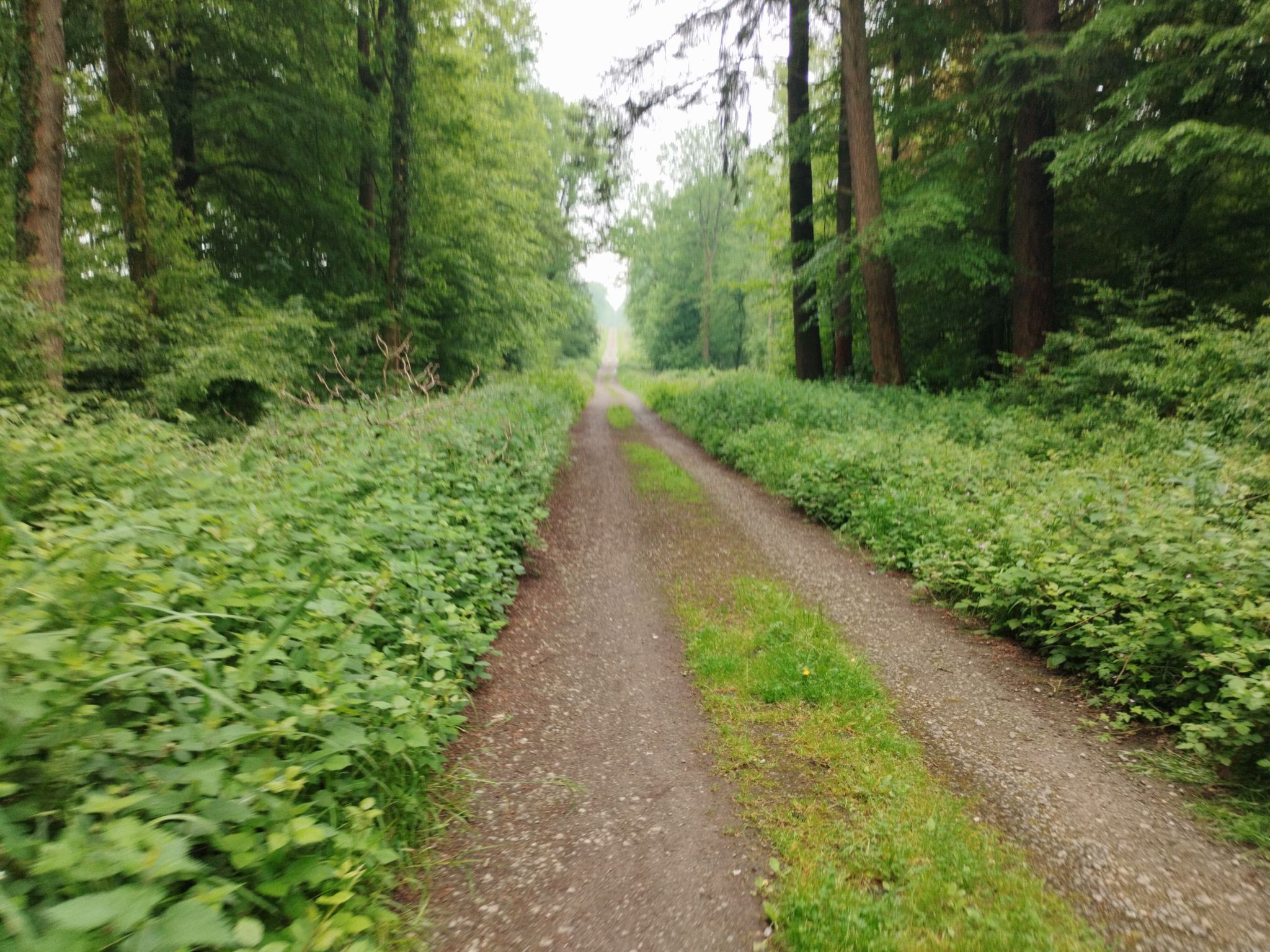 Foret de Mormal