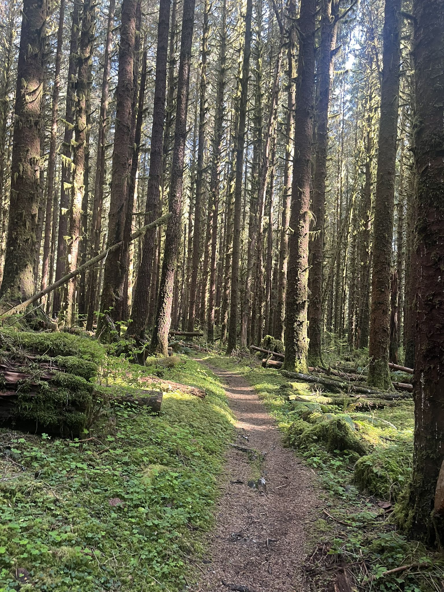 A sun-dappled forest path winds through tall, mossy trees and fallen logs. - South Fork Hoh River Trail