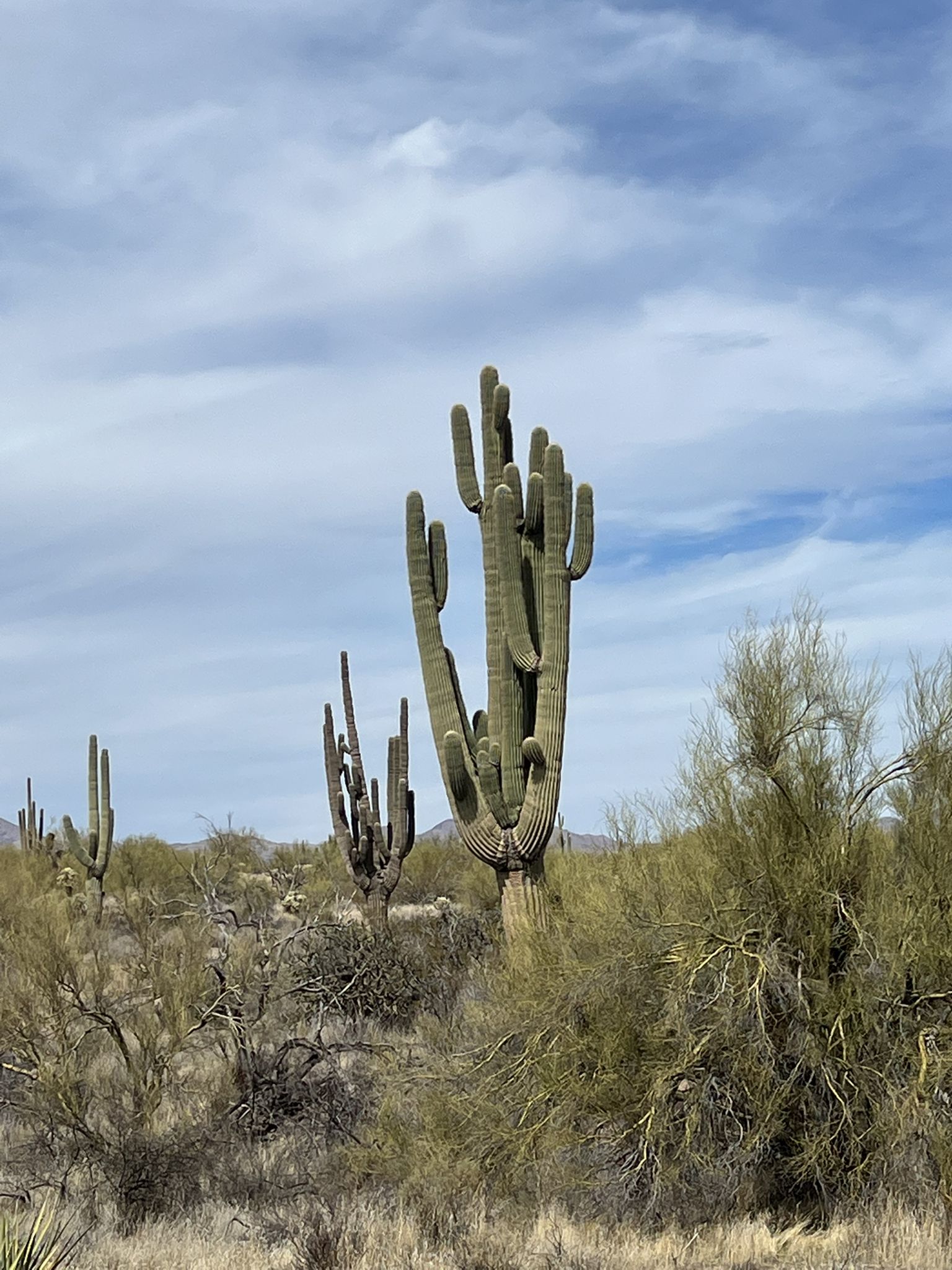 Multiple saguaro cacti rise from a desert landscape under a cloudy sky. - View of Tonto National Forest loop from Maricopa Trail Trailhead at Granite Mountain