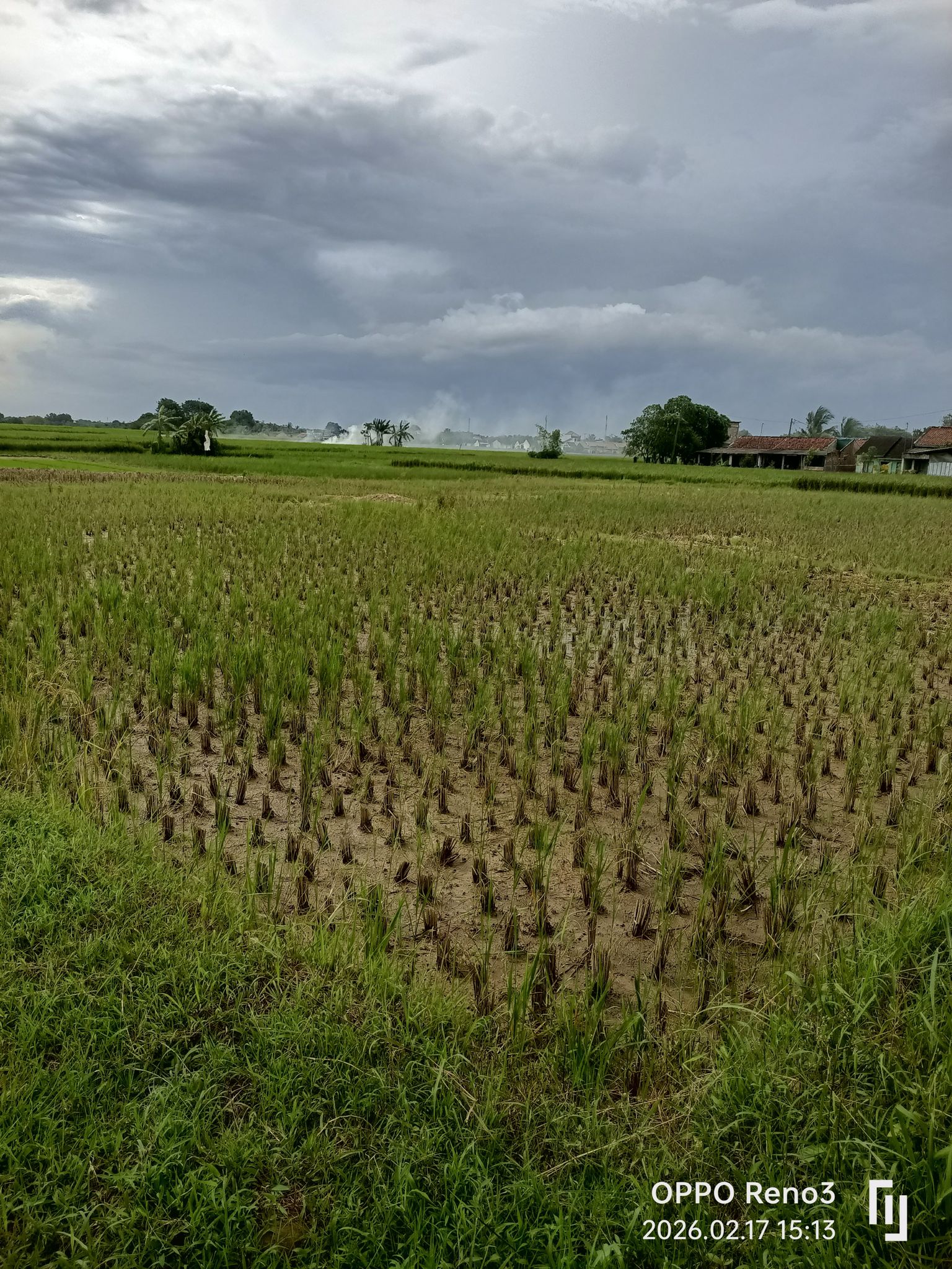 sawah