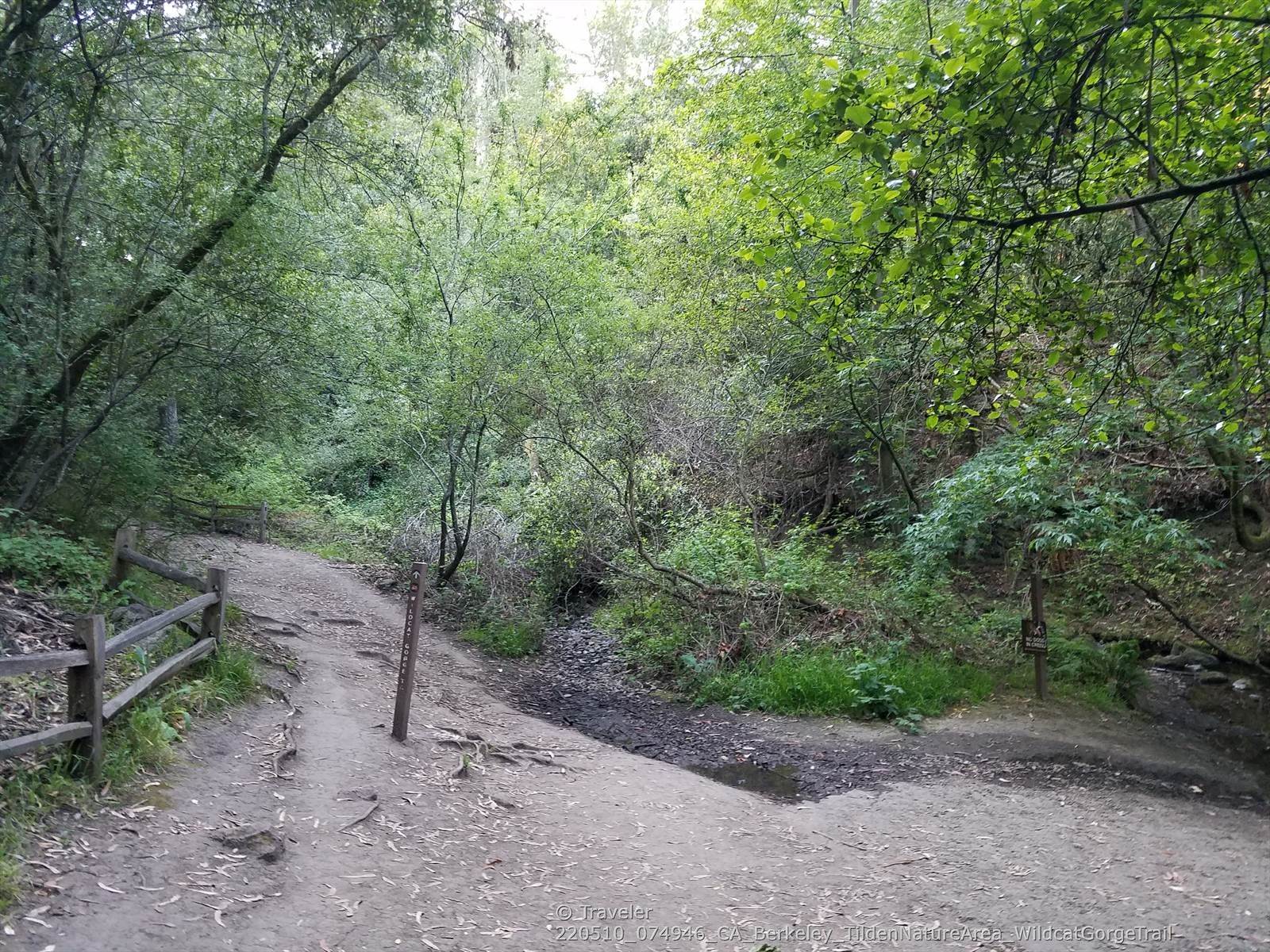 Fork in a dirt path through a dense, shaded green forest. - Meadows Canyon, Curran & Wildcat Gorge Trail Loop