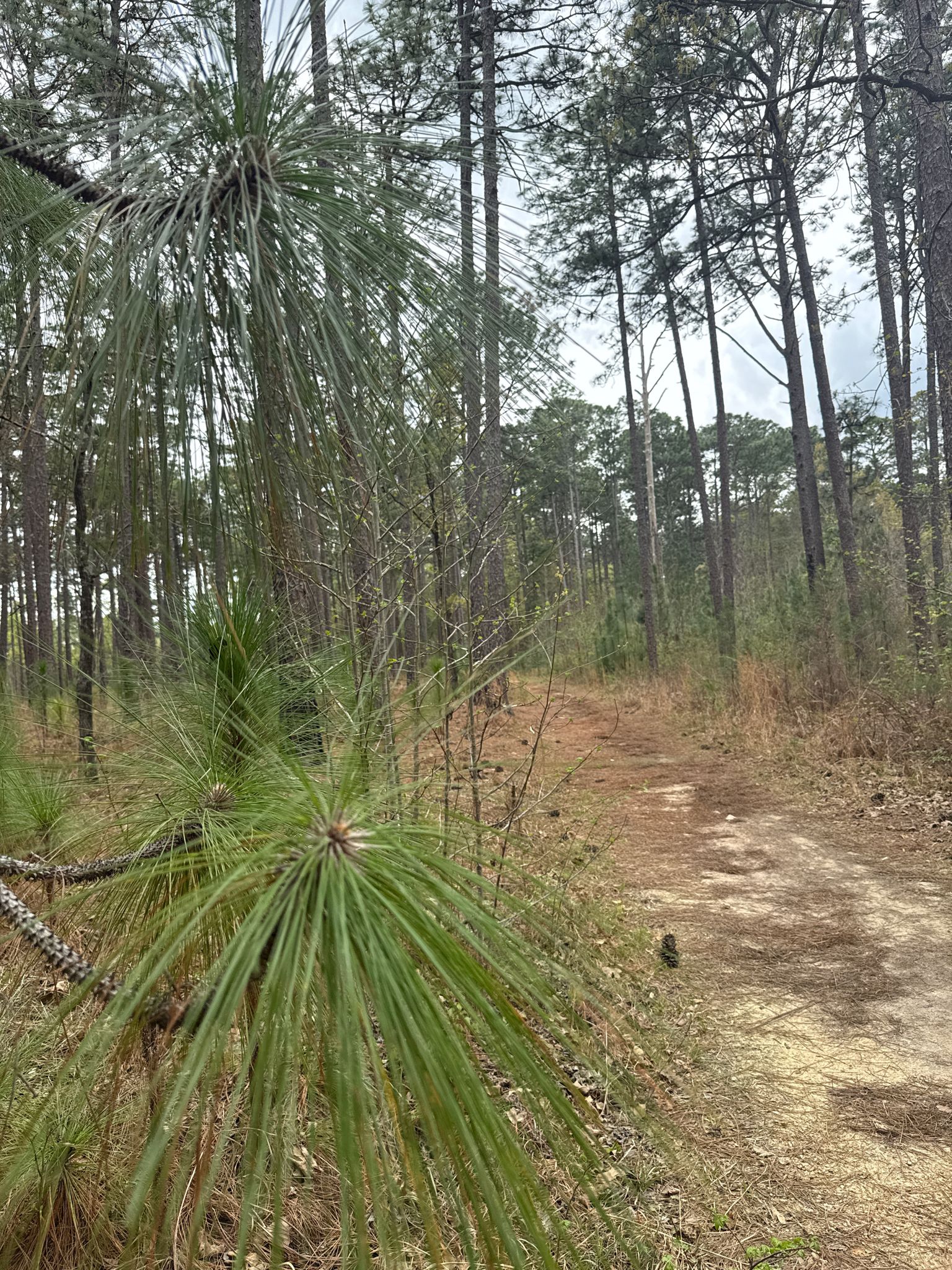 Dirt path winding through a tall pine forest under an overcast sky. - Harbison State Forest – Harbison State Forest loop from Harbison State Forest