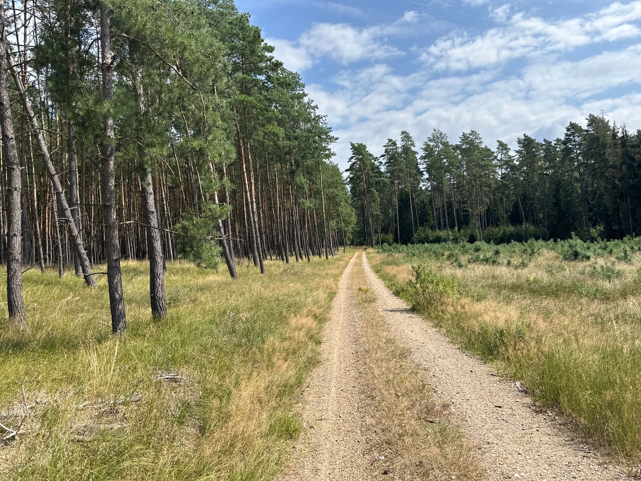Waldweg von Karow nach Glashütte