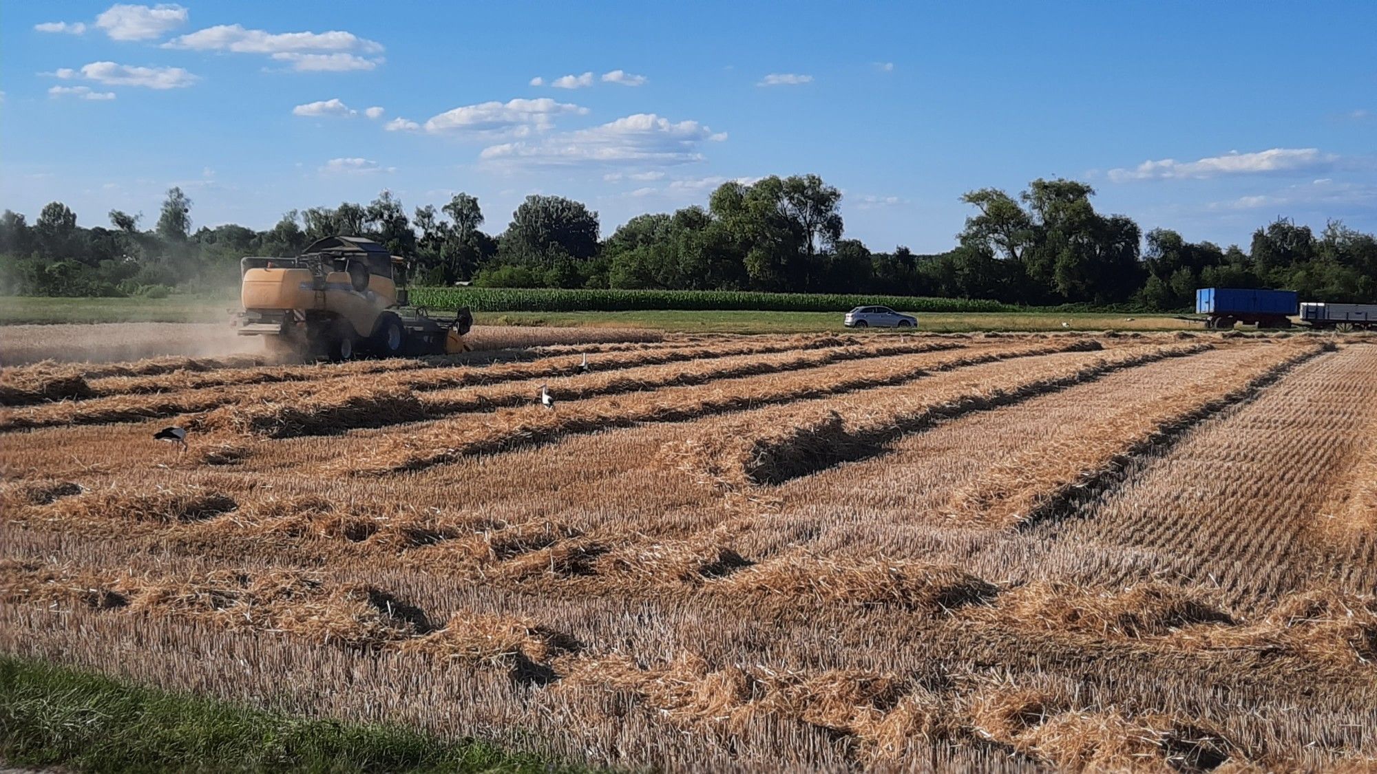 Feld mit Störchen