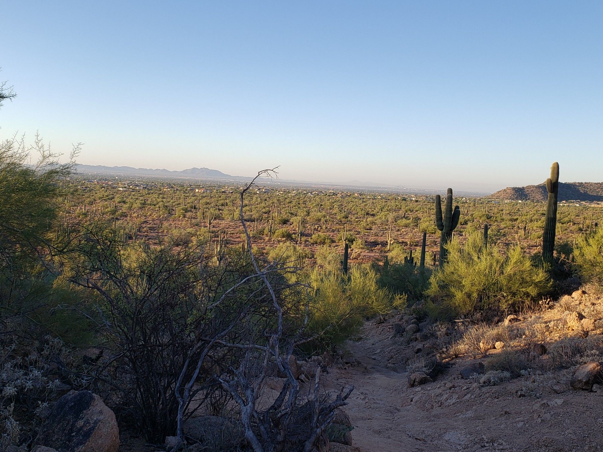 Vast desert landscape with saguaro cacti and shrubs under golden hour light. - South Cats Peak via Channel Trail Loop