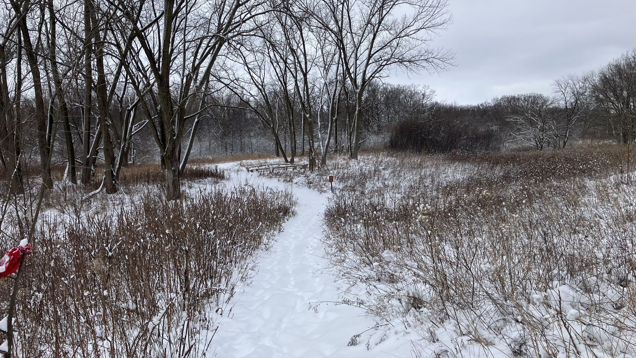 Snow-covered path winding through bare trees and winter grasses under an overcast sky. - Hickory Knolls Natural Area