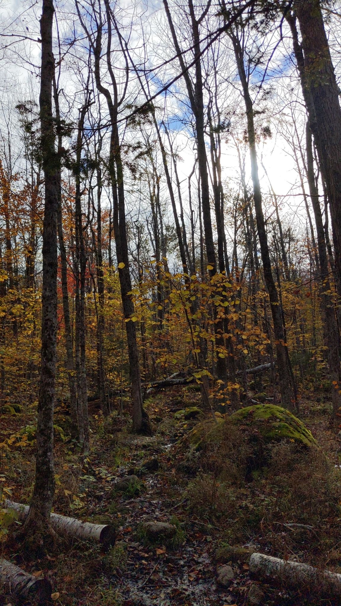 Dappled sunlight illuminates a forest path with tall trees and autumn leaves. - Becton Trail