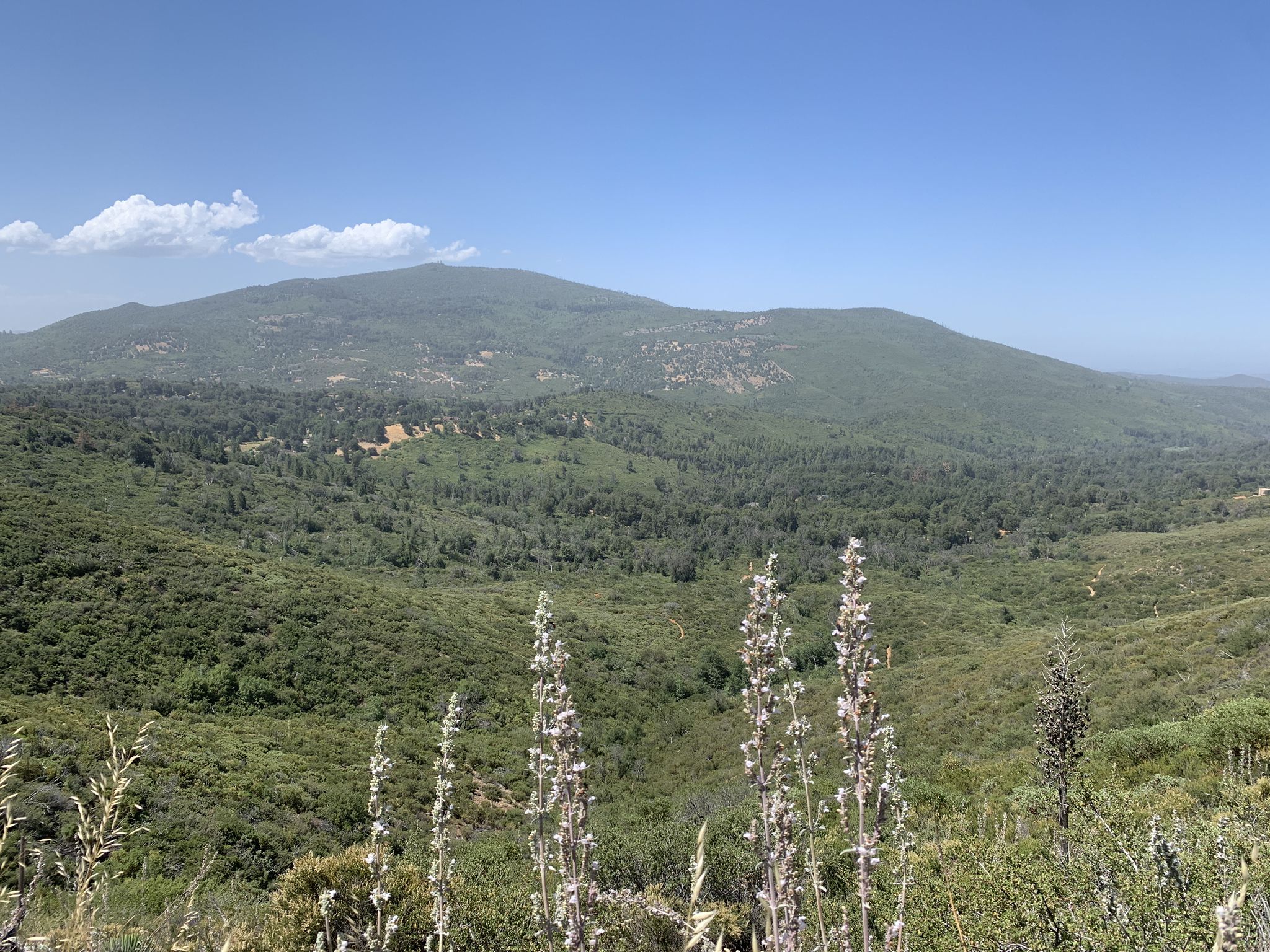 Expansive view of green, forested mountains and valleys under a clear blue sky. - Desert View Trail Loop