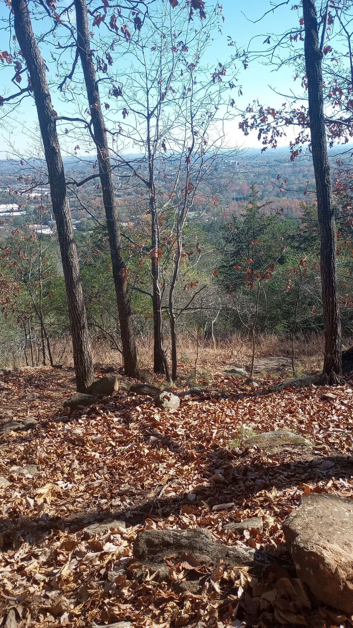 Forest floor covered in autumn leaves, bare trees, and a distant view. - Kennesaw Mountain Trail